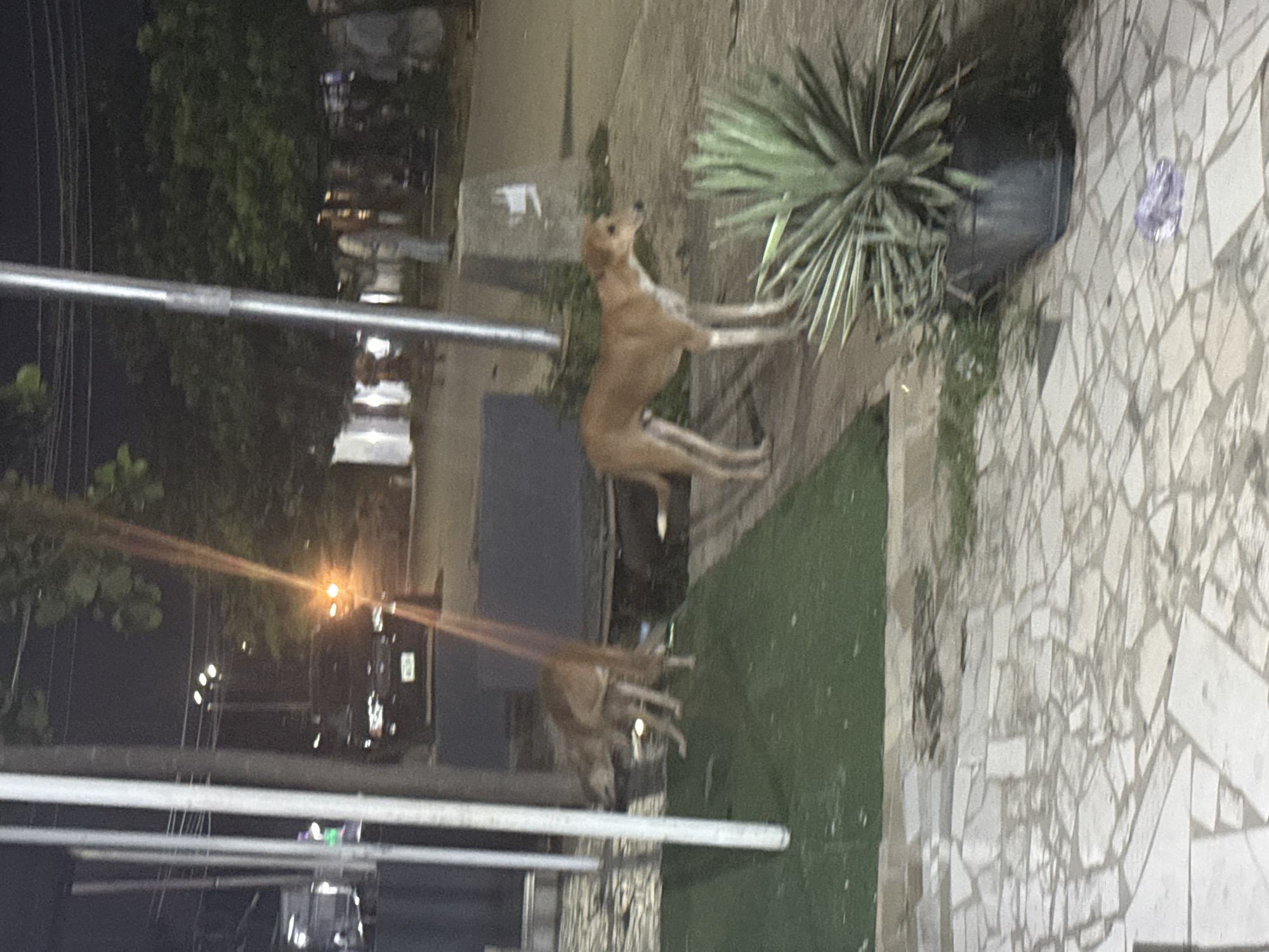 The image depicts an outdoor scene at night, possibly in Abuja, Nigeria, with a street and sidewalk. Two dogs are visible; one is a medium-sized tan dog standing on a paved area next to a patch of green artificial turf. This dog has a lean build and appears alert. Another dog, also tan, is partially visible in the background on the turf, seemingly moving or in motion. A large potted plant with spiky green leaves is situated on the paved area in the foreground. In the background, a black vehicle with its headlights on is parked on the street. There are also several poles and overhead wires, suggesting the presence of streetlights or utility infrastructure. The ground is a patterned mosaic of light-colored stones. The overall lighting is dim, characteristic of nighttime.