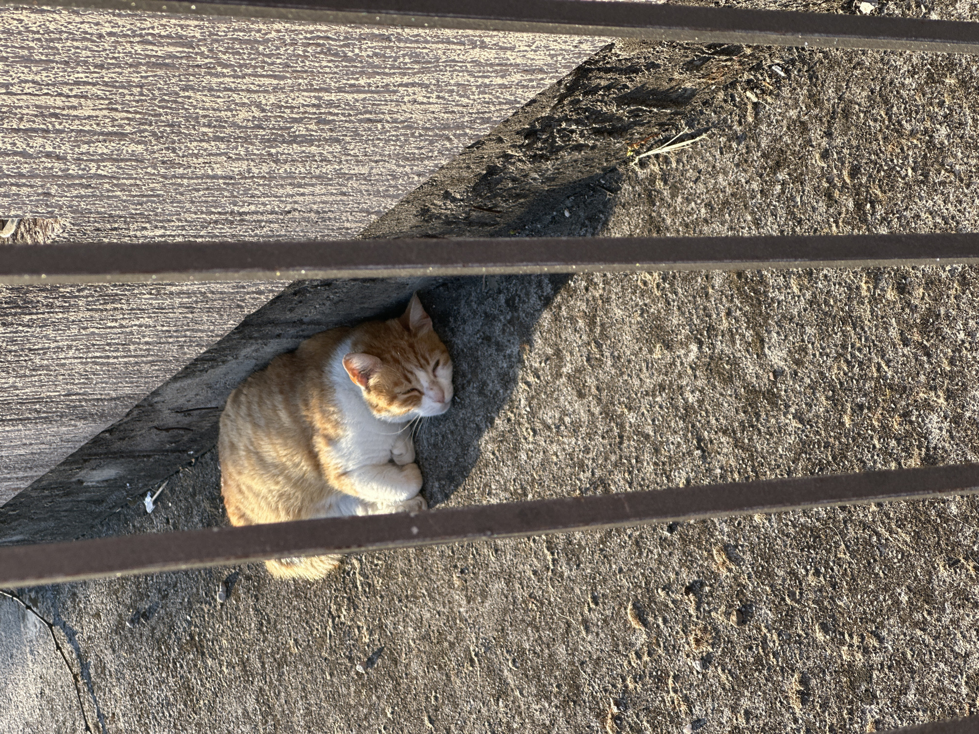 An overhead shot captures a ginger and white cat sleeping peacefully on a coarse concrete surface. The cat is curled into a tight ball, its eyes gently closed, resting in a sunlit patch. Its fur shows distinct orange-red and white markings, with faint tabby stripes on its back.
The scene is viewed through several dark, horizontal metallic bars that span across the image, creating a partial obstruction and casting long, sharp shadows onto the ground. These shadows, along with the bright, warm illumination on the cat and concrete, indicate strong, low-angle sunlight, typical of early morning or late afternoon.
The concrete ground exhibits a rough, mottled texture with varying shades of grey, brown, and hints of green. A distinct diagonal shadow from an unseen structure, possibly a wall or curb, runs through the upper left quadrant of the frame. Another textured, light-colored surface is visible above this shadow.
No people are present. The overall impression is one of quietude and repose in an outdoor setting. The location is Budva, Montenegro. There is no visible text.