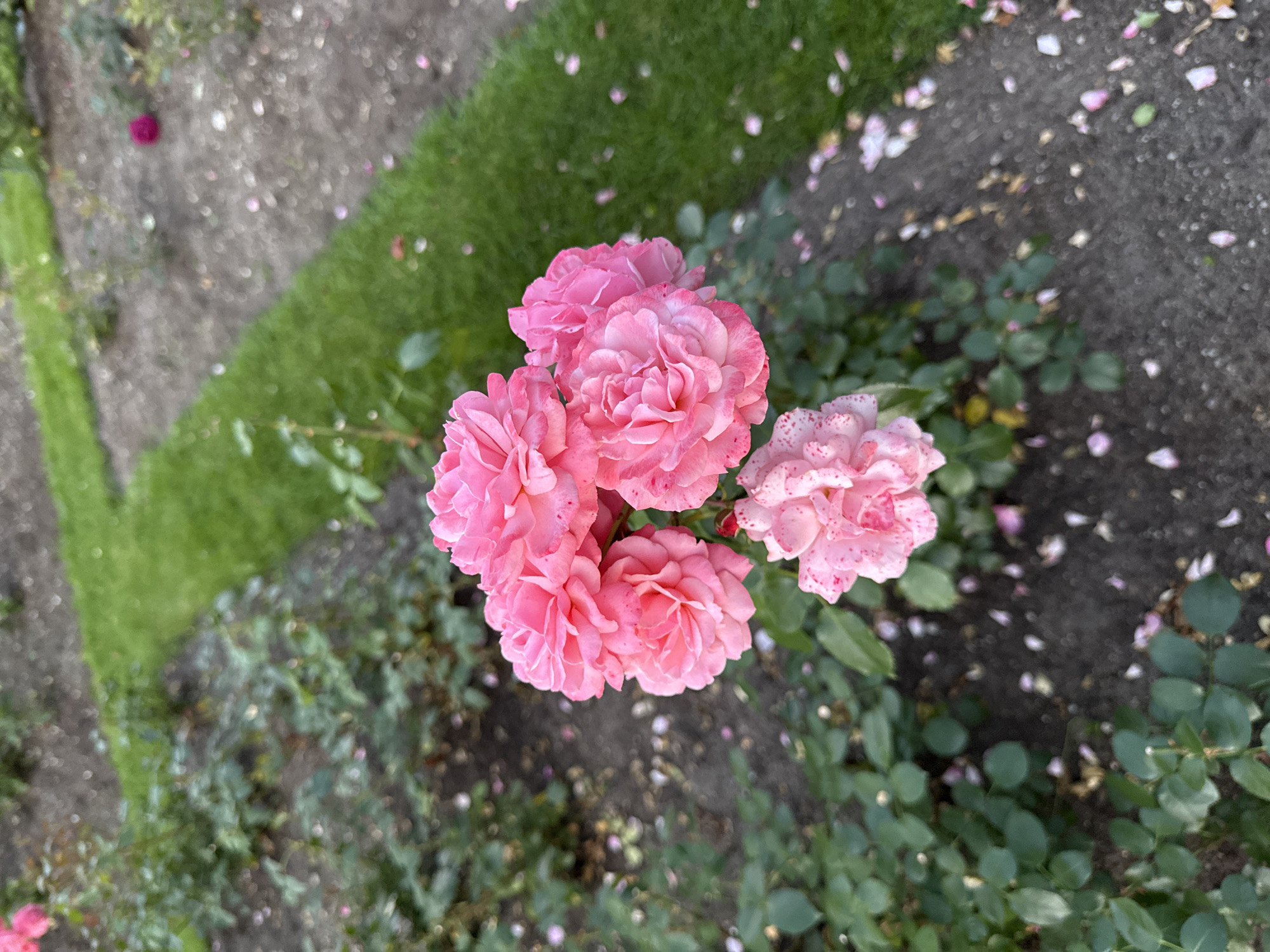 The image shows a close-up, high-angle view of a cluster of pink roses in a garden setting. The roses are the primary subject, with several blooms clustered together. One rose, lower in the frame, appears to have pink speckles on its petals. The background consists of dark soil with scattered pink and white rose petals, a strip of green grass, and more rose bushes with green leaves. The lighting suggests it might be overcast or late in the day. The overall impression is a natural, outdoor garden. There are no people or animals visible in the image.