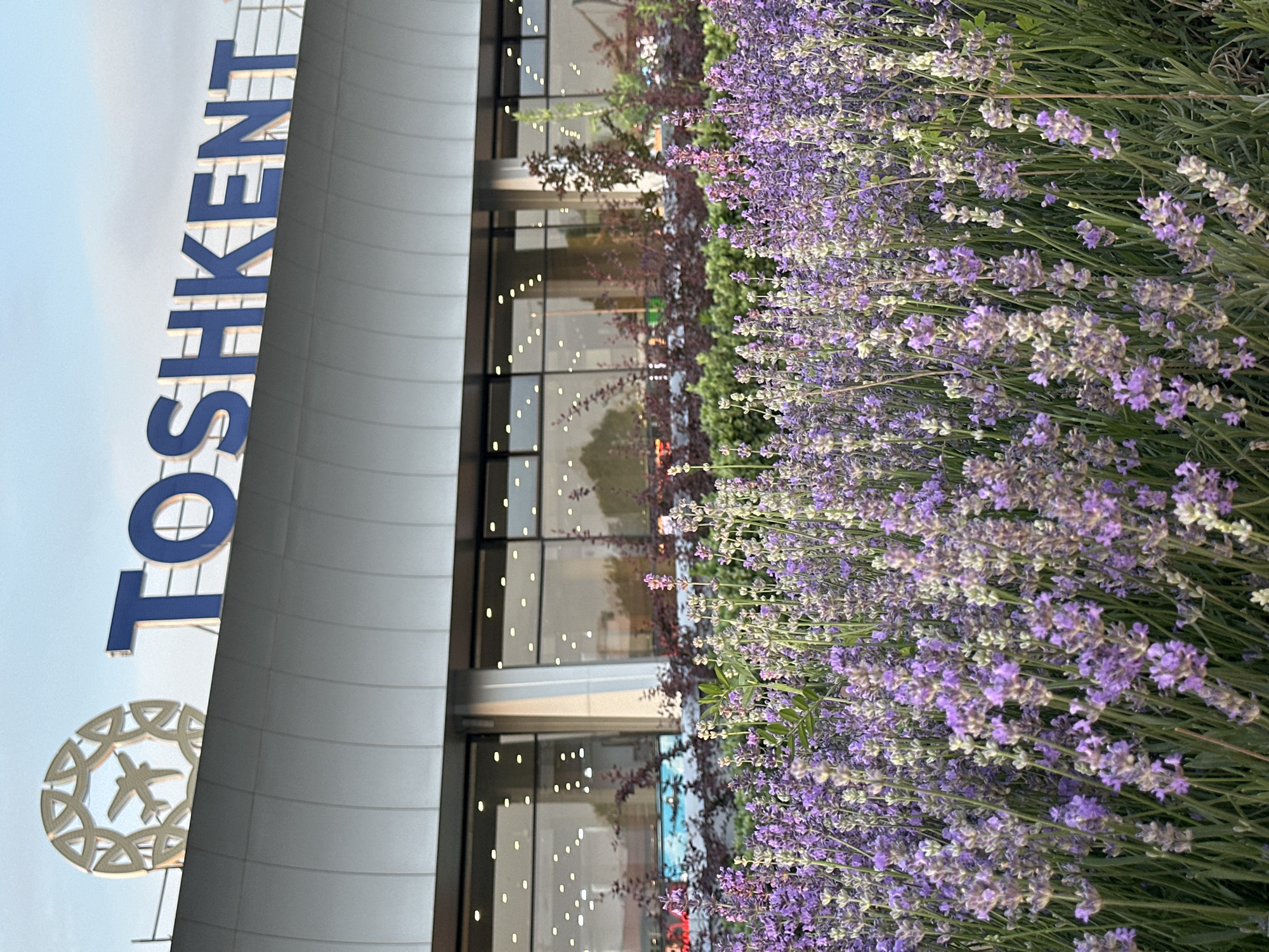 The image shows the exterior of the Tashkent International Airport in Tashkent, Uzbekistan. The airport's name is vertically displayed in large blue letters. A round airport symbol is near the bottom. A building with multiple windows is behind the signage, reflecting light and surrounding greenery. A large patch of lavender flowers grows in the foreground. The sky is visible in the upper left corner.