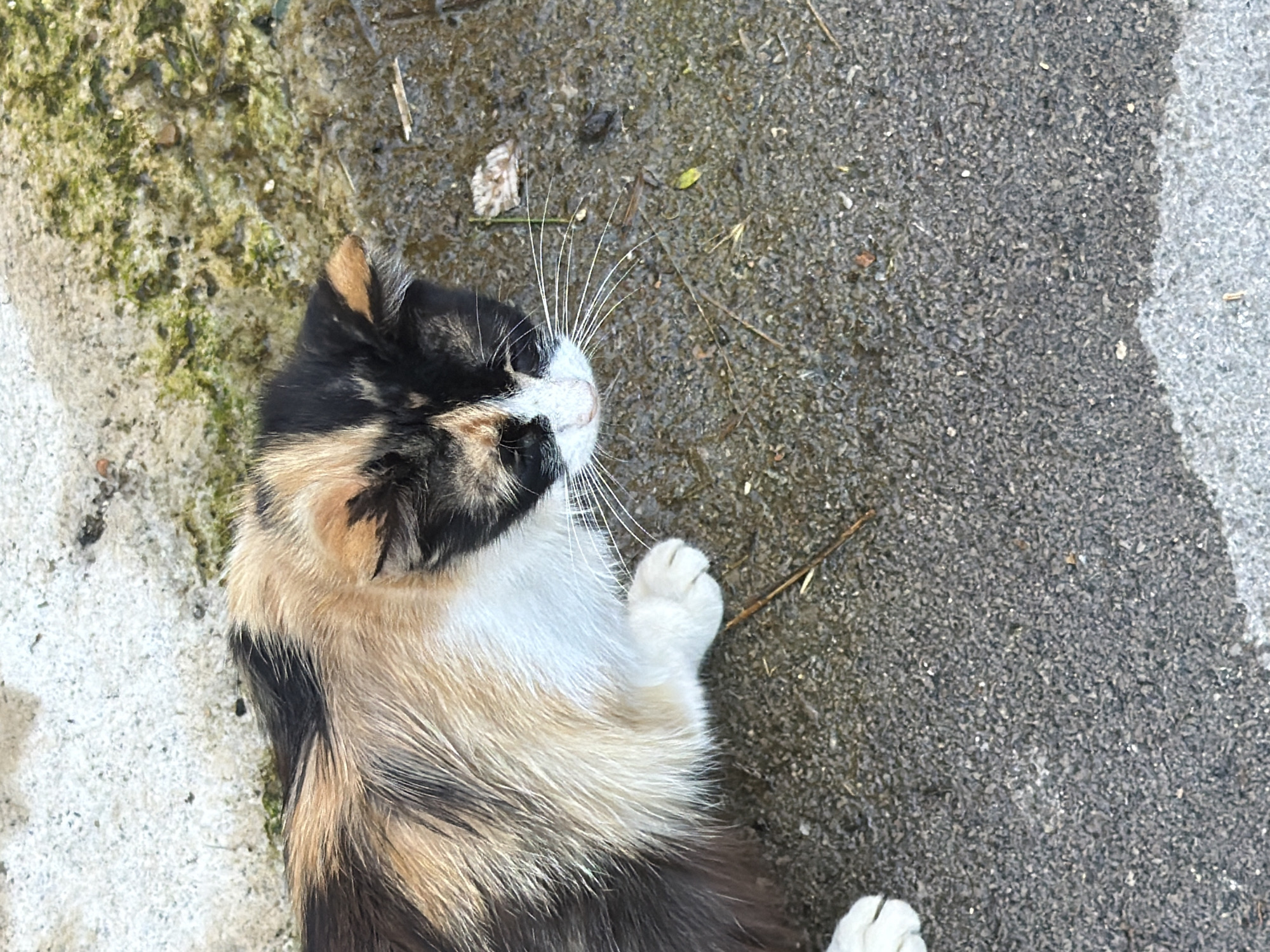 The image shows a calico cat lying on a wet, asphalt surface with a concrete area to the upper left, which appears to have some moss. The cat is looking down, with its head angled slightly to the right. Its fur is a mix of black, white, and orange patches, with a distinct white patch on its face and chest. One of its front paws is visible, resting on the asphalt. The environment suggests an outdoor, possibly urban setting, and the wetness of the ground could indicate recent rain or a puddle. No people or specific landmarks of Budva, Montenegro are identifiable in this image.
