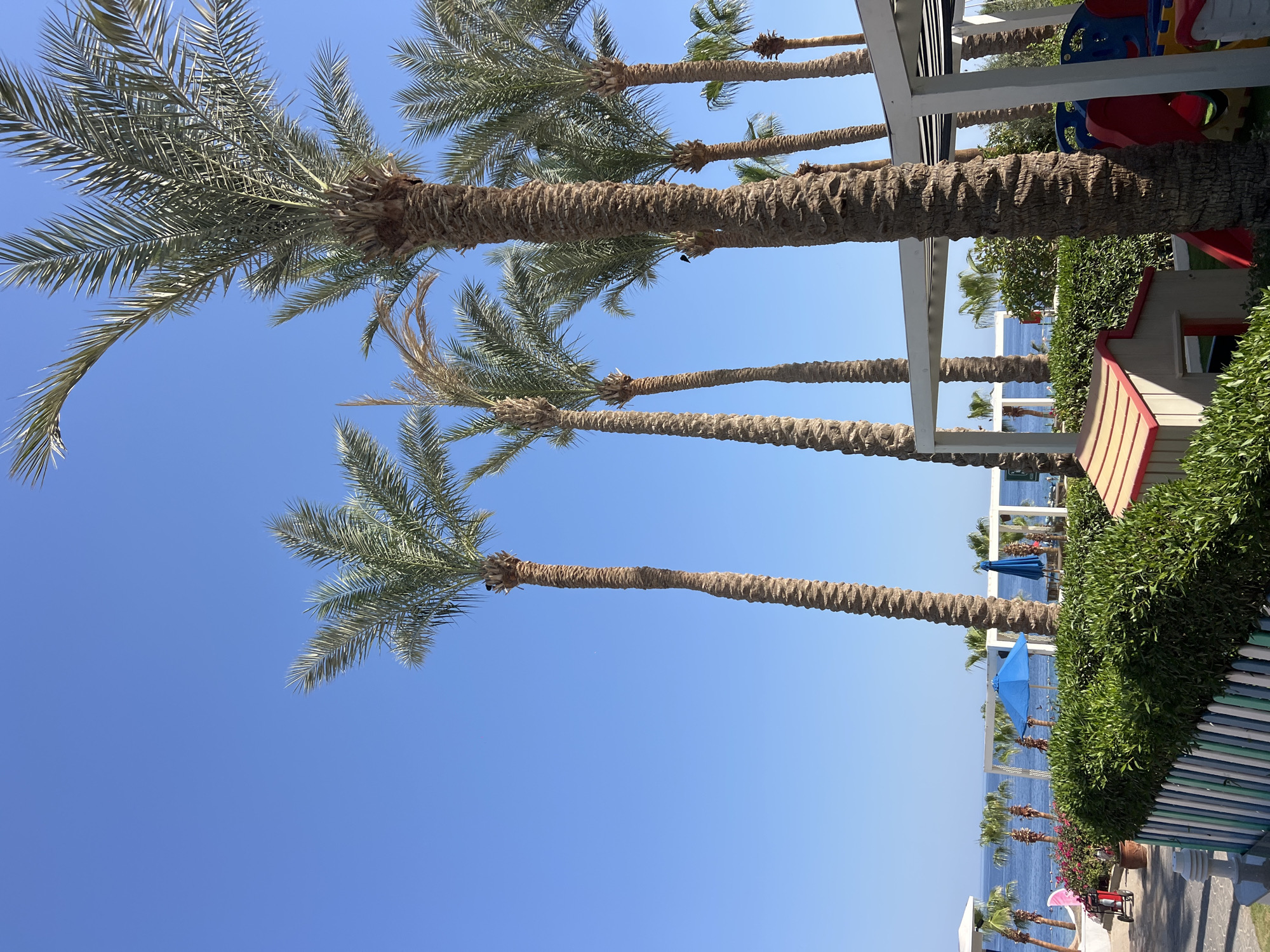 The image captures a sunny day in Sharm El Sheikh, Egypt, with a clear blue sky dominating the upper portion. Several tall date palm trees are prominently featured, their textured trunks and fronds reaching towards the sky. In the foreground, a manicured green hedge lines a colorful, low fence. To the right, a children's play structure with red and blue components is partially visible, along with a small, toy-like house.
In the mid-ground, beyond the hedge, a lush garden with pink flowers is visible. A few beach umbrellas, one bright blue, are scattered across the scene, suggesting a resort or recreational area. The sea is visible in the distance, with a line of palm trees and a white pergola structure framing the waterfront. The overall impression is one of a well-maintained, tropical tourist destination.