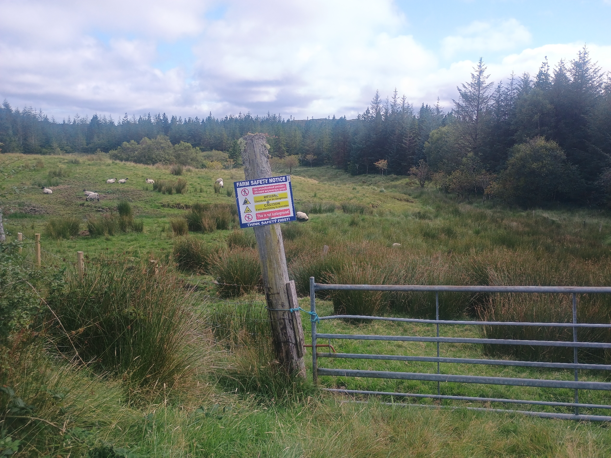 A farm safety notice is attached to a wooden post near a metal gate in a grassy field. Sheep are visible grazing in the distance. The field is surrounded by trees. The sky is cloudy.
