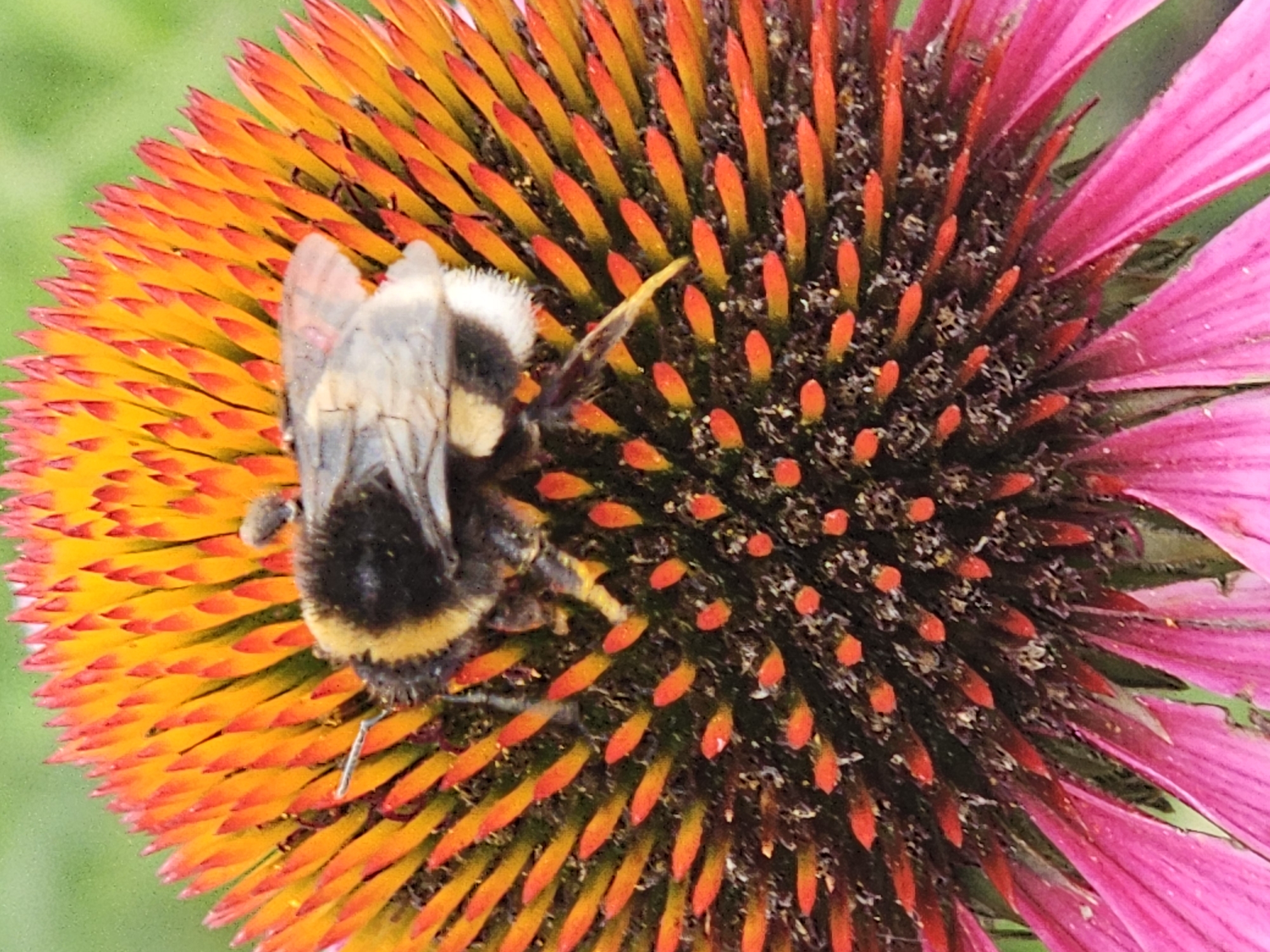 This is a close-up, outdoor, eye-level, macro photograph of a bumblebee on an Echinacea flower. The bumblebee is positioned centrally on the flower's cone, facing left. Its body is covered in dense, fuzzy black and yellow hairs, with black bands visible on its abdomen. Its wings, which are translucent and iridescent, are partially extended, and its legs are visible, with one hind leg extended downwards. The Echinacea flower features a prominent, spiky central cone with numerous small, pointed structures, transitioning in color from dark brown at the base to bright orange and yellow at the tips. Surrounding the cone are ray florets, which are elongated and pointed, displaying a gradient of colors from bright pink at their tips to a more muted pink near the center. The background is softly blurred, suggesting a shallow depth of field, and appears to be green foliage, likely indicating a garden or natural setting. The lighting is bright, highlighting the textures and colors of the bee and flower. The scene is devoid of any human presence and is not in Moscow, Russia.