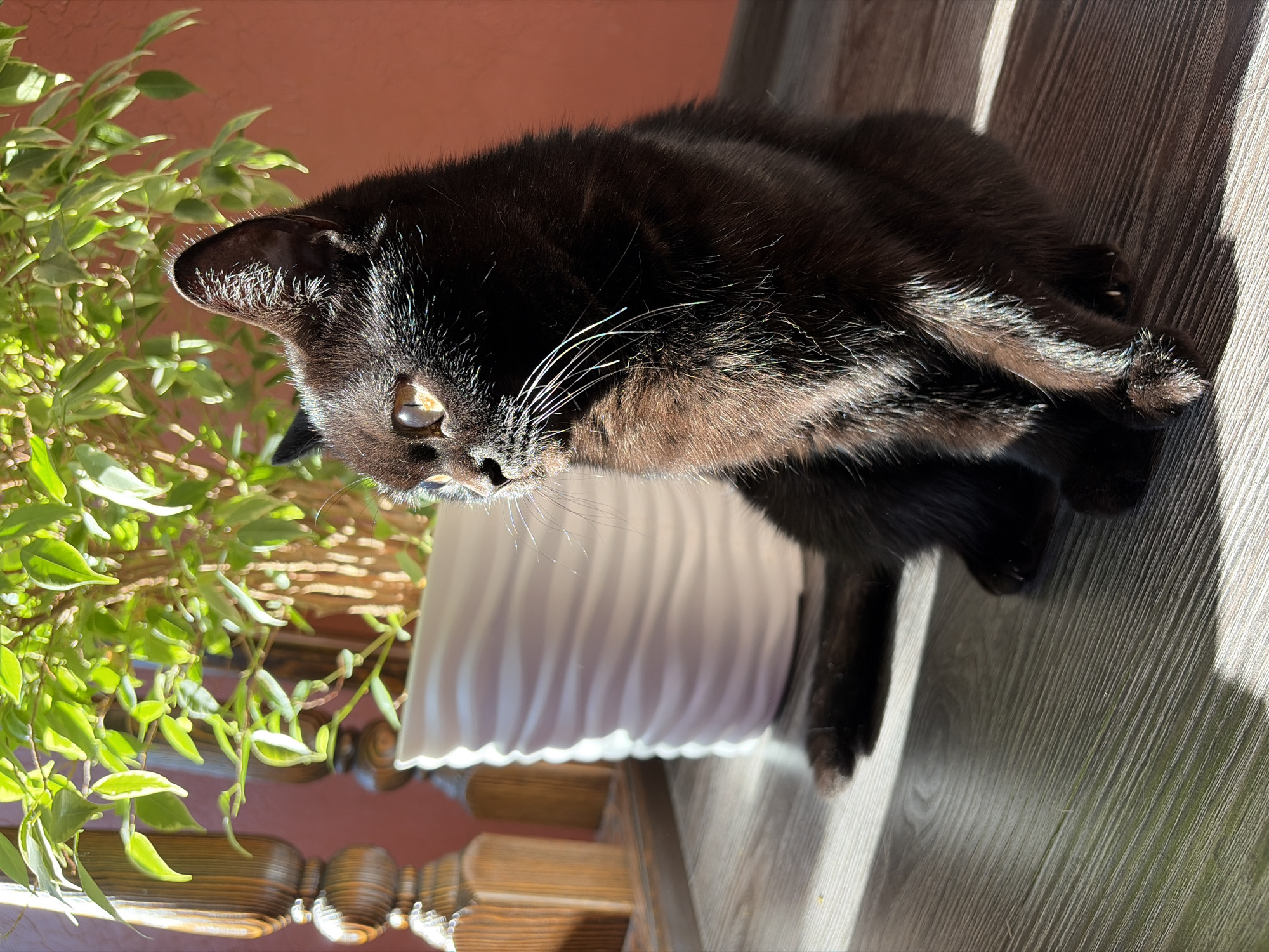 A black cat sits on a wooden surface next to a white planter with a green plant. The cat is facing to the left and appears alert. Sunlight streams in from the left, casting shadows across the scene. A wooden pillar is visible on the left side of the image. The background wall is a solid reddish-orange color. The overall setting suggests an indoor environment, possibly near a window. There is no indication of the city of Leninsk-Kuznetskiy, Russia.