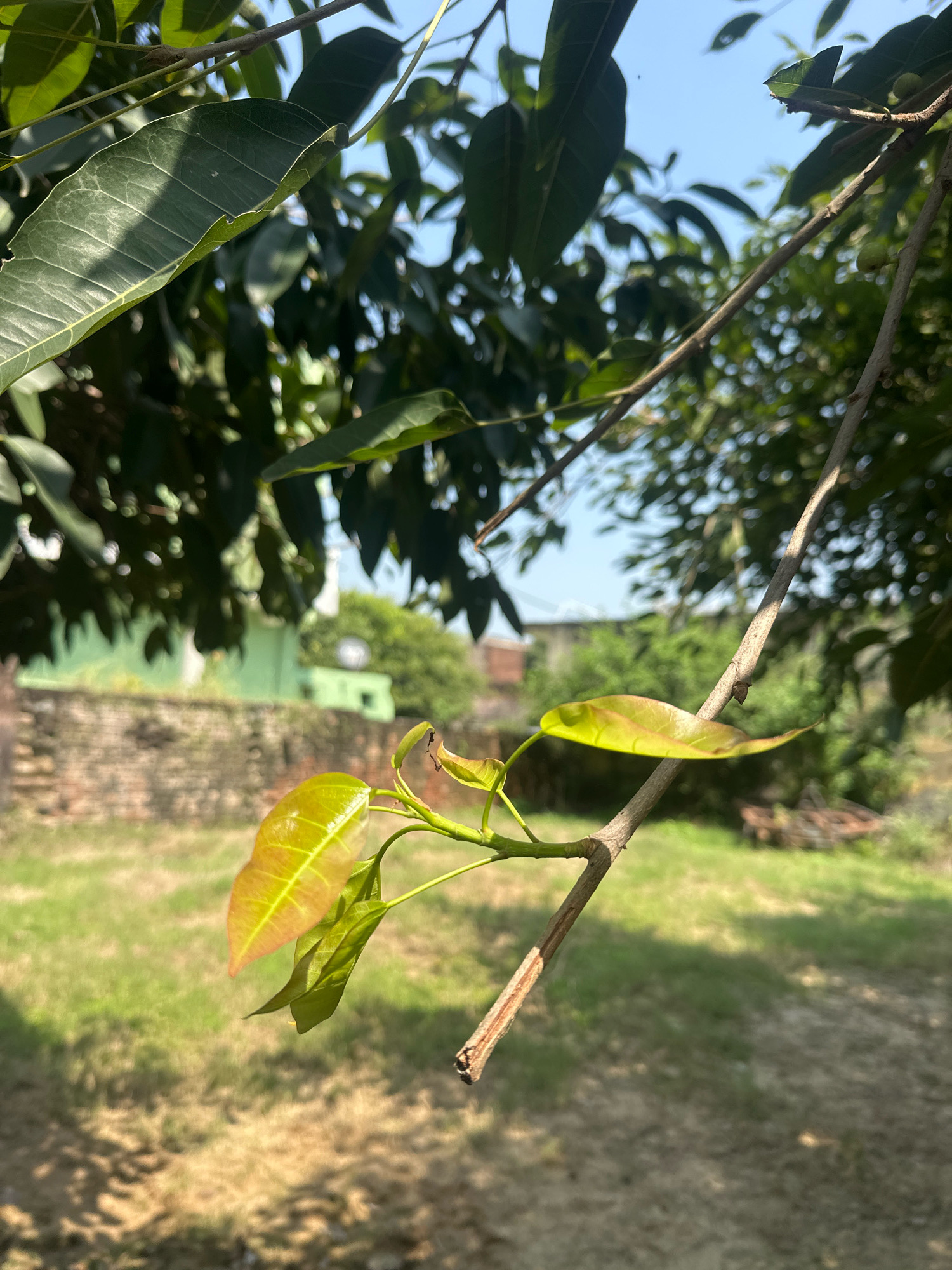 The image captures a close-up view of a tree branch with young, reddish-green leaves in the foreground. The branch extends from the right side of the frame diagonally upwards and to the left. Behind the foreground branch, a larger tree with mature, dark green leaves occupies the upper left portion of the image. The background is a blurred outdoor scene with a blue sky, green foliage, a brick wall, and a light green building. The ground appears to be covered in dry grass and shadows. The overall impression is that of a natural outdoor setting, likely a garden or yard, possibly in the city of Sambhal, India, given the context. There are no people or animals visible in the image.