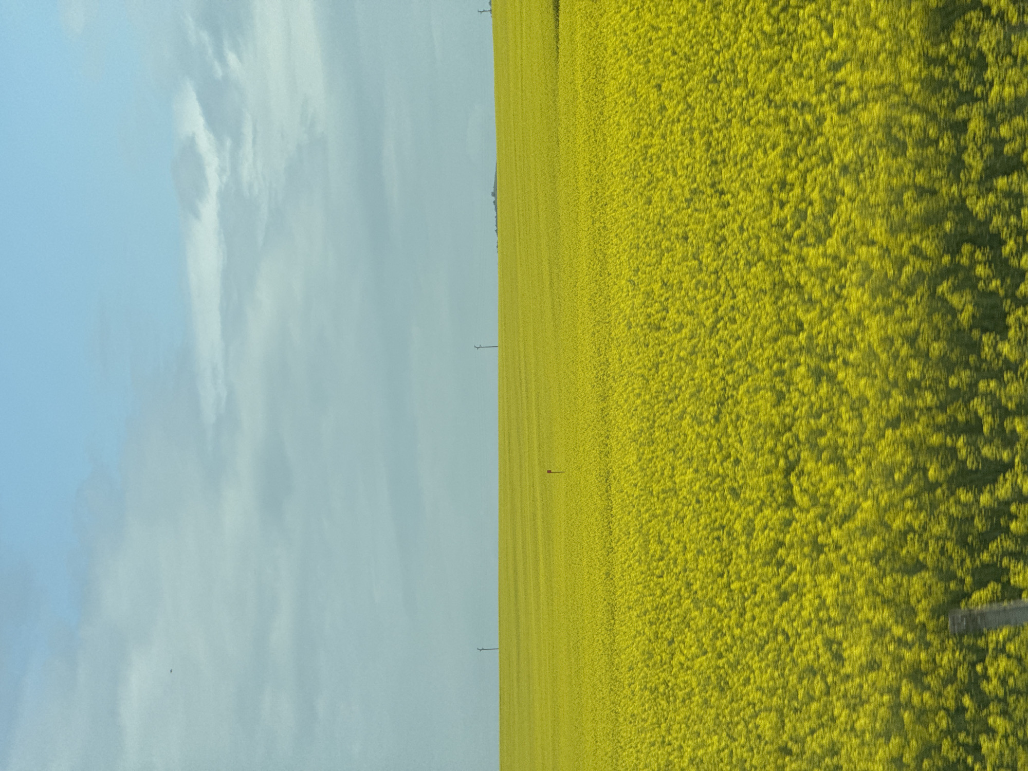A landscape scene with the sky on the left and a vast field of yellow flowers on the right. The sky is a light blue with white clouds. The field of yellow flowers stretches into the distance. Some electrical poles line the border between the sky and the field. In the middle distance, a solitary red marker stands in the field. The bottom right corner shows a small segment of a fence. The location is Kozare, Bulgaria.