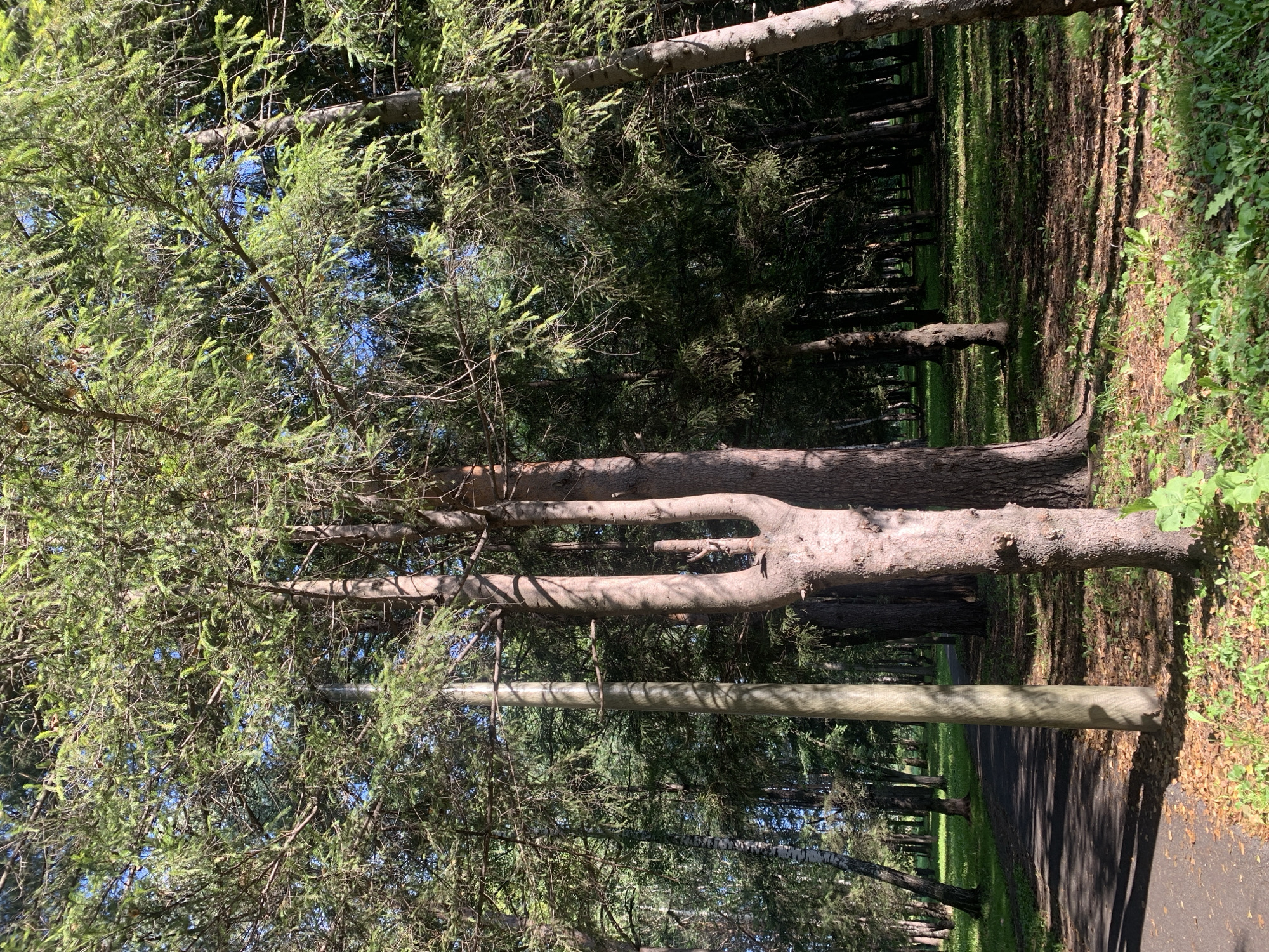 A park scene is depicted with a paved path curving through a wooded area. Sunlight filters through the dense canopy of evergreen trees, casting dappled shadows on the grassy ground. In the foreground, the trunks of several large trees are visible, with one distinctly forked. A tall, light-colored pole, possibly a lamp post, stands to the left of the path, partially obscured by tree branches. The environment suggests a natural setting within an urban or suburban park in Prokopyevsk, Russia. No people or animals are present in the image, and no specific actions or interactions are occurring. The overall atmosphere is serene and natural.