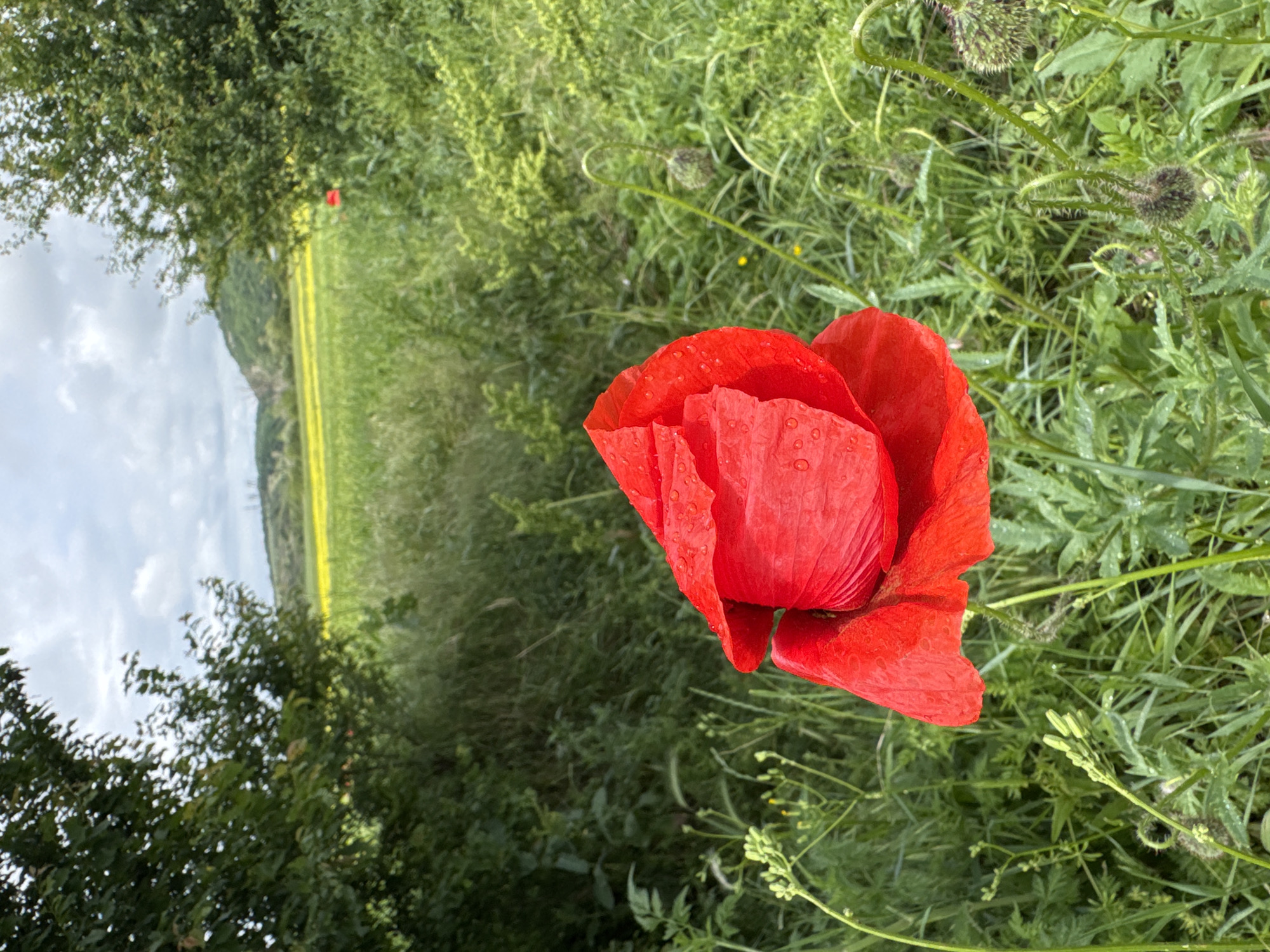 A close-up photograph captures a vibrant red poppy flower in the foreground, positioned prominently in the lower right section of the frame. Its delicate, crumpled petals are covered with numerous small water droplets, indicating either recent rain or heavy morning dew.
Behind the striking red poppy, a rich tapestry of green foliage and grasses fills the mid-ground and extends towards the lower left. Among this greenery, several unripe poppy seed pods, characterized by their spiky, rounded form and curved stems, are visible.
In the background, a bright yellow field, likely a cultivated crop such as rapeseed, stretches horizontally across the left side of the image, appearing slightly out of focus. Beyond this field, faint outlines of distant hills or mountains can be seen, partially obscured by a cloudy, overcast sky that dominates the upper left corner. Darker green bushes and trees frame the yellow field on its left edge.
The scene portrays a serene natural landscape, possibly a field edge or meadow, under a soft, diffused daylight. There is no visible human activity, and no text is present in the image. The overall impression is one of natural beauty and freshness, typical of a rural area in Dragovishtitsa, Bulgaria.