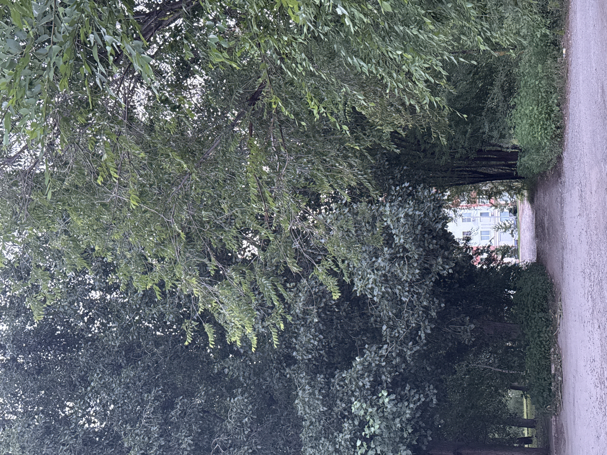The image depicts a path through dense trees, leading to a multi-story building in the distance. The path is made of gravel, and there is overgrown vegetation on either side. The trees are lush and green, with a mix of large deciduous trees and smaller leafy branches. The building appears to be made of concrete and has numerous windows. The scene is likely a residential area in Otradny, Russia, possibly an alleyway or a park path. There are no people or animals visible in the image. The lighting suggests it is daytime, possibly overcast or late afternoon.