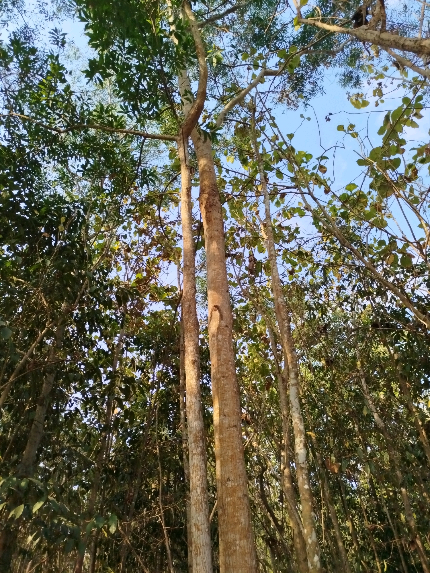 This image, taken from below, looks up at a canopy of tall trees with sunlight filtering through the leaves and branches against a bright blue sky. The trees are densely packed, with a mix of green and some brown foliage visible. The bark of the trees is rough and varied in color, ranging from light brown to grayish-white. The scene suggests a natural environment, possibly a forest or a grove of trees, within the city of Widoro, Indonesia. There are no people or specific man-made structures clearly visible in this shot, focusing entirely on the natural growth of the trees and the sky. The lighting indicates it is daytime, with the sun casting a warm glow on the tree trunks.