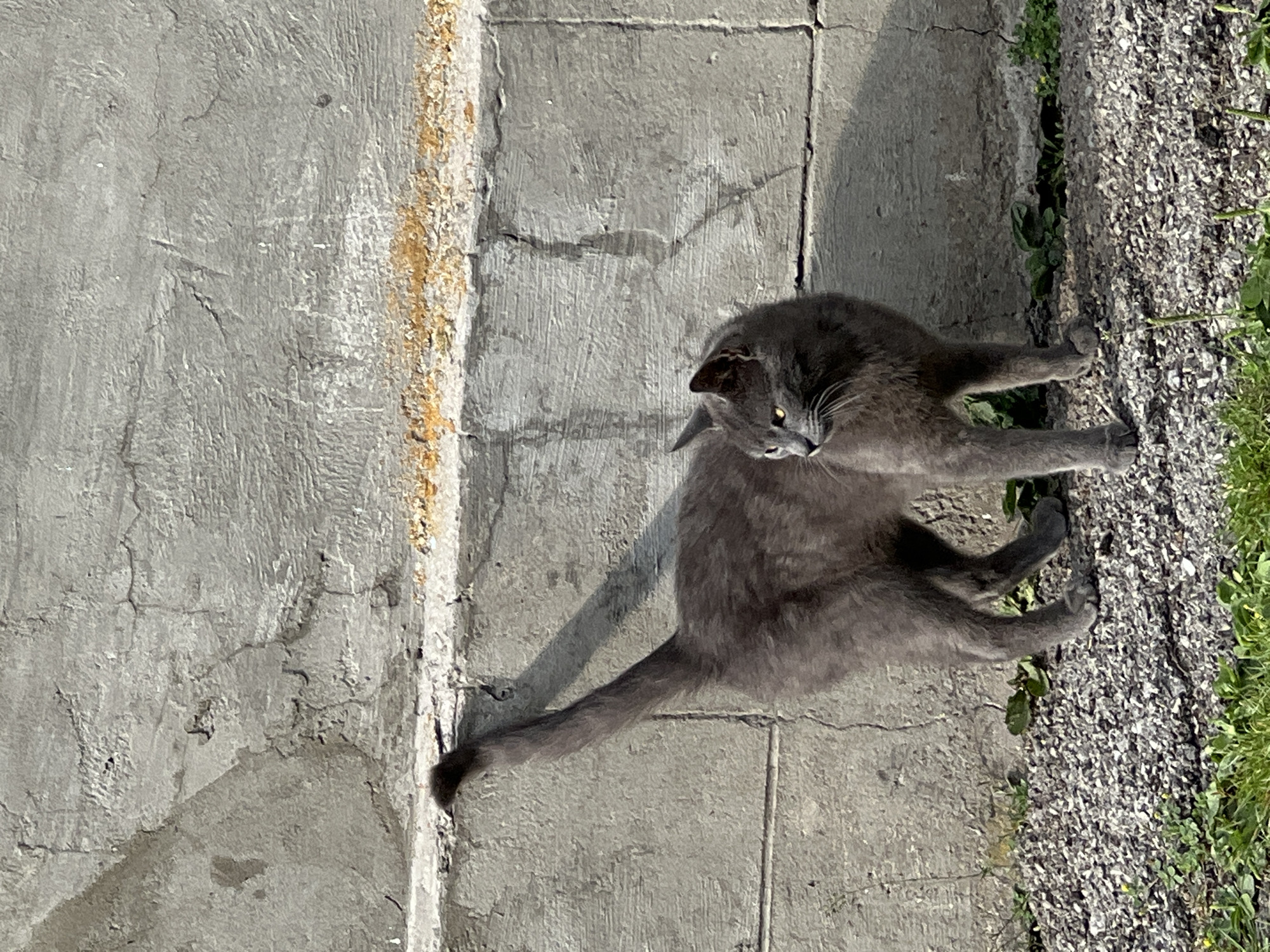 This is a top-down, medium shot of a grey cat sitting on a textured surface, possibly a sidewalk or stone path, in Vertelka, Ukraine. The cat is positioned in the right half of the frame, facing left with its head turned down and to the left, revealing bright yellow eyes. Its fur appears soft and slightly shaggy.
The ground is divided into two distinct textures. To the left is a large expanse of grey concrete with visible cracks and some staining, particularly a strip of yellowish-brown discoloration running vertically along the left edge of the frame. To the right of the concrete is a narrower strip of gravelly ground with patches of green grass and small plants growing through.
The lighting suggests it is daytime, likely sunny, as evidenced by the clear shadow cast by the cat on the concrete. The shadows are sharp, indicating a bright sun. The overall scene is outdoors, with natural light. There are no people or text visible in the image. The cat's posture and focus suggest it might be grooming or observing something on the ground.