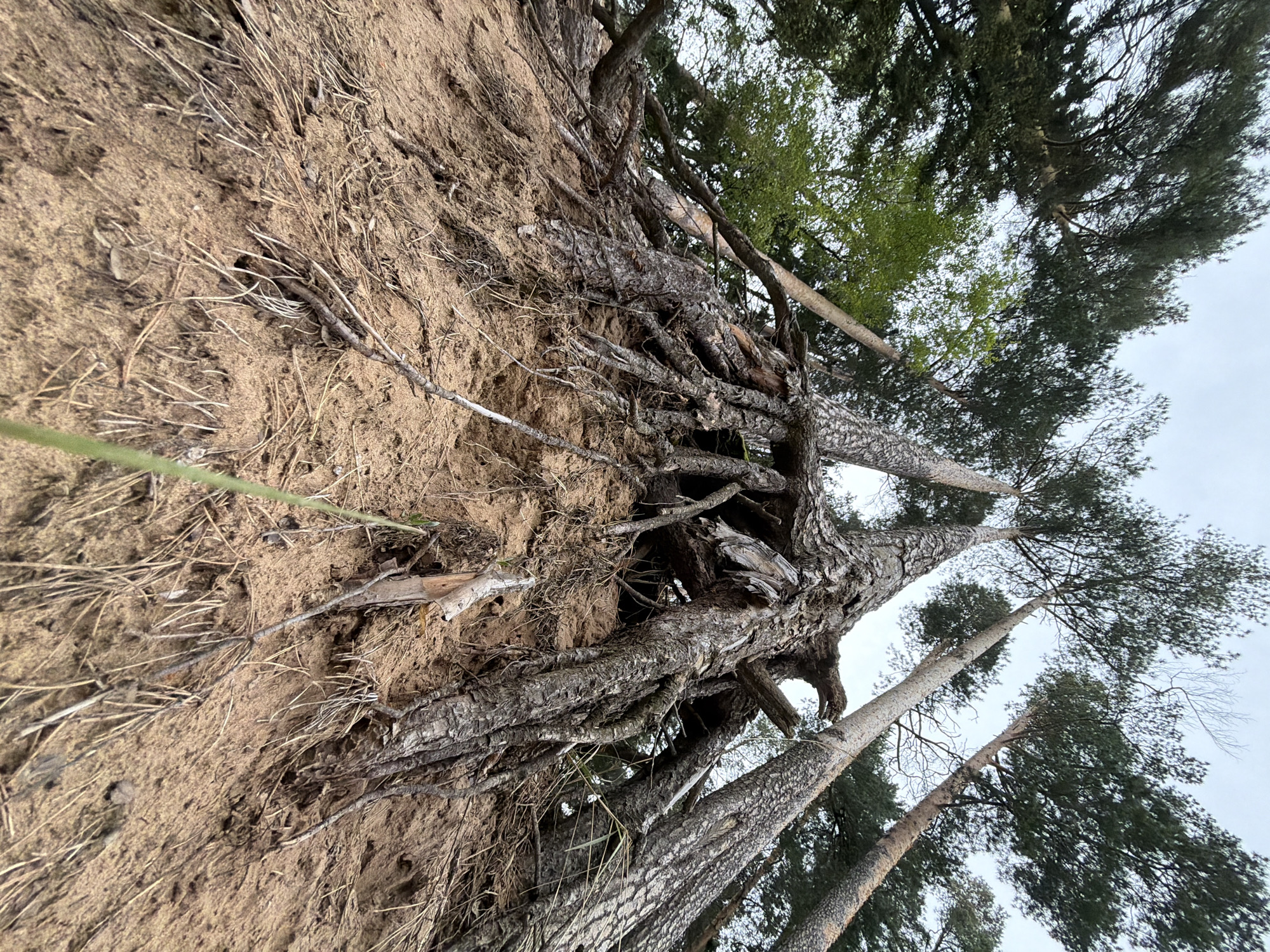 The image depicts a section of eroding sandy soil in a natural setting. Several mature trees are growing from the top of the soil bank, their exposed roots entangled within the sandy earth. The trees are tall and slender, with dense green foliage visible in the upper portion of the frame against a cloudy sky. Dried twigs and vegetation are scattered along the surface of the exposed soil. The location is in the city of Chaikovsky, Russia.