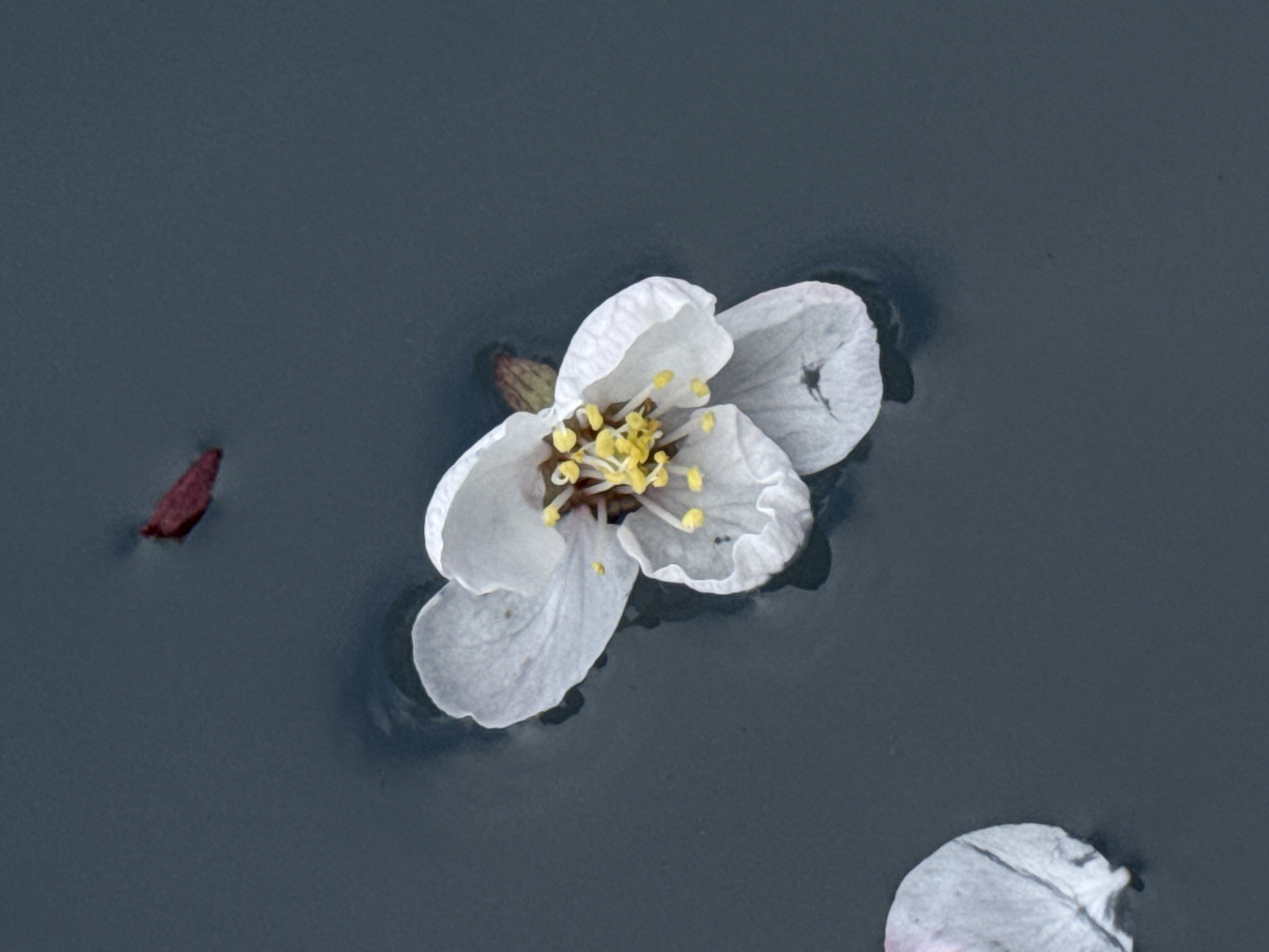A top-down, close-up shot shows a fallen white blossom floating on a body of dark water. The flower has four petals with textured edges and a cluster of yellow stamens at its center. A single reddish-brown leaf is to the left of the blossom, and a petal rests at the bottom-right. The water's surface is reflective, with subtle ripples around the flower and leaves. The location is Unknown, Unknown.