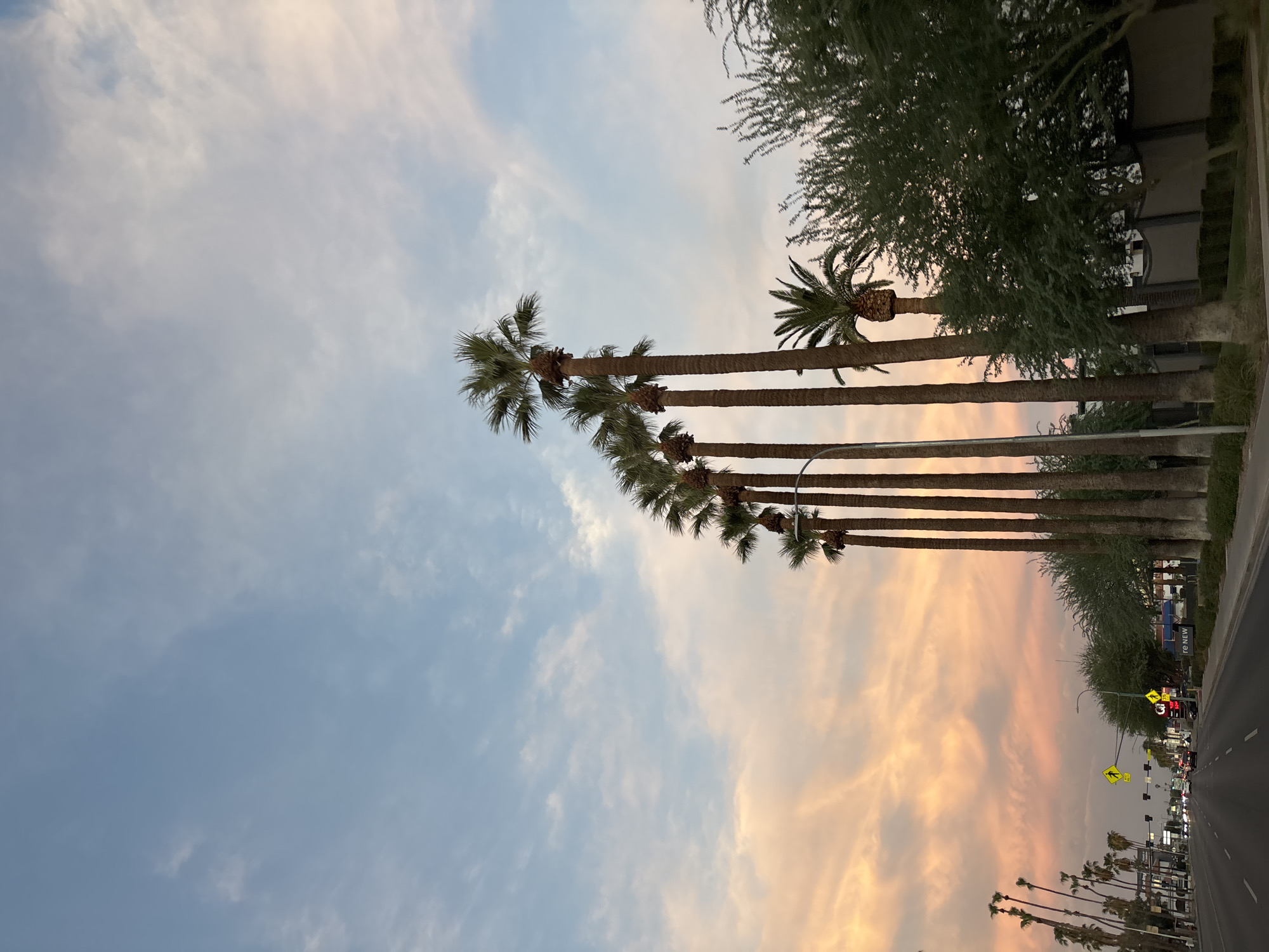 This is a photograph taken from a vehicle traveling on a street in Phoenix, Arizona, USA, during what appears to be sunset. The sky is a gradient of pale blue and soft pink, with scattered clouds. A line of tall palm trees, characteristic of the Phoenix landscape, are prominently featured along the right side of the road, with their fronds silhouetted against the sky. A smaller palm tree with a distinctively shaped trunk is visible amongst the taller ones. To the right of the palm trees is a dense green tree, and further back, a wall and building are partially visible. On the left side of the road, a street with multiple lanes is depicted, with cars traveling in the distance and along the side. Traffic lights and street signs, including pedestrian crossing signals, are visible, indicating an urban or suburban setting. In the far distance, more palm trees and buildings line the horizon. The overall scene conveys a sense of late afternoon or early evening in a warm climate.
