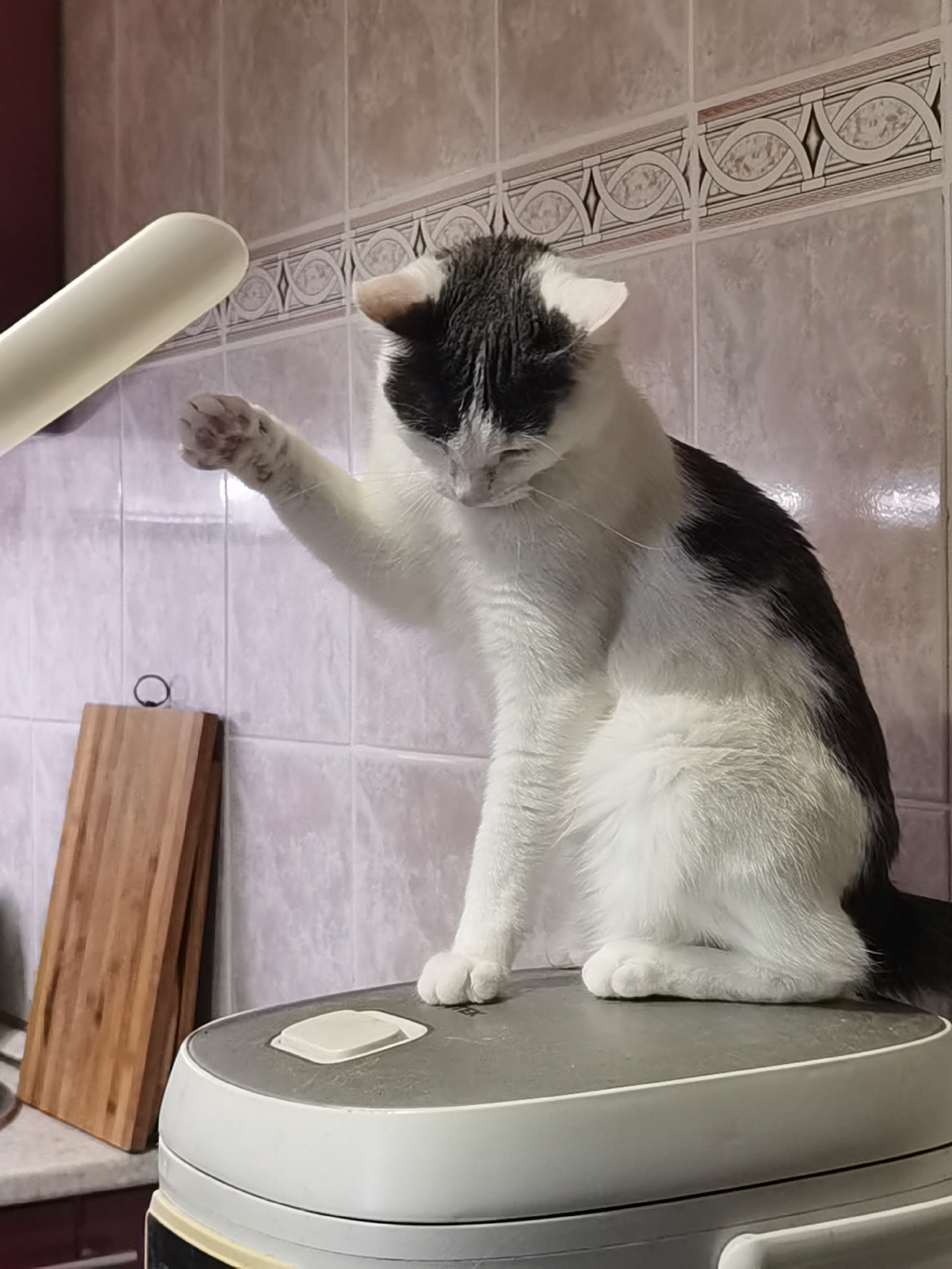 A black and white cat is sitting on top of a white rice cooker in what appears to be a kitchen. The cat is looking down and has one paw raised in the air. To the left of the cat is a wooden cutting board leaning against the wall, and a white tube-like object is partially visible in the upper left corner. The background consists of tiled walls with a decorative border. The scene does not provide enough information to determine its location in the city of Chaikovsky, Russia, or any other specific geographical location.