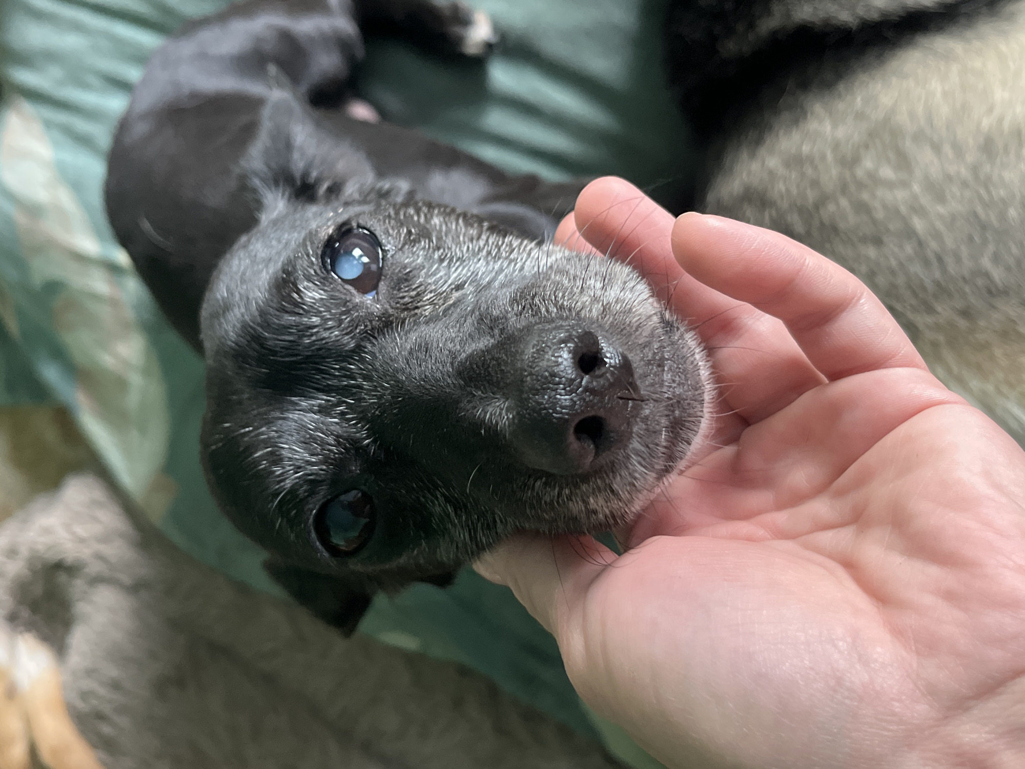 In Nizhny Tagil, Russia, a close-up shot shows a hand gently supporting the face of a small, black dog. The dog's muzzle is speckled with graying fur around its nose and eyes, suggesting it is elderly. One of its eyes has a noticeable cloudy appearance. The dog is looking directly at the camera. The background is softly blurred, showing a green patterned fabric and hints of another animal. The lighting is soft and natural, creating a warm and intimate atmosphere.
