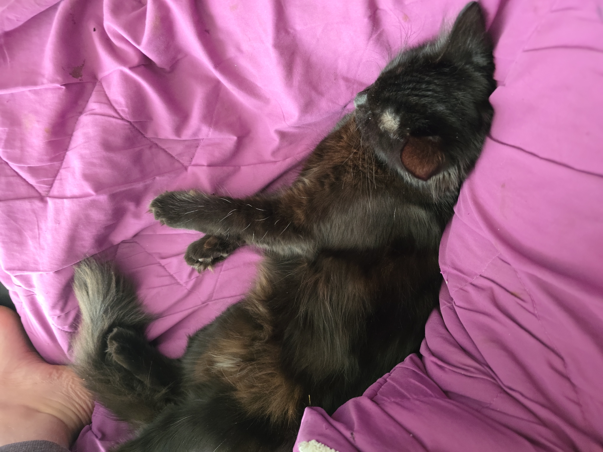 A black cat is sleeping on a pink blanket. The cat is lying on its back with its paws in the air. The blanket is wrinkled and has some stains on it. A person's foot is visible in the upper left corner of the image. The scene is indoors, likely in a home. The location is not specified as Stockton-on-Tees.