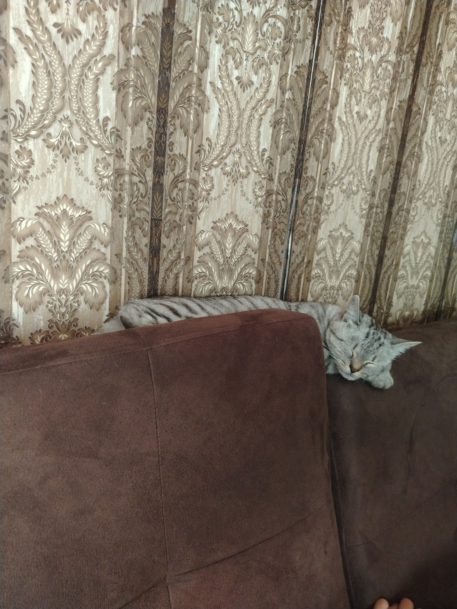 A grey tabby cat is sleeping on the back of a brown sofa. The cat's body is partially obscured by the sofa's armrest. The sofa is placed in front of a beige and brown patterned curtain. The image appears to be taken indoors, in a residential setting. The location in the city of Большой Улуй, Russia is not discernible from the image itself.