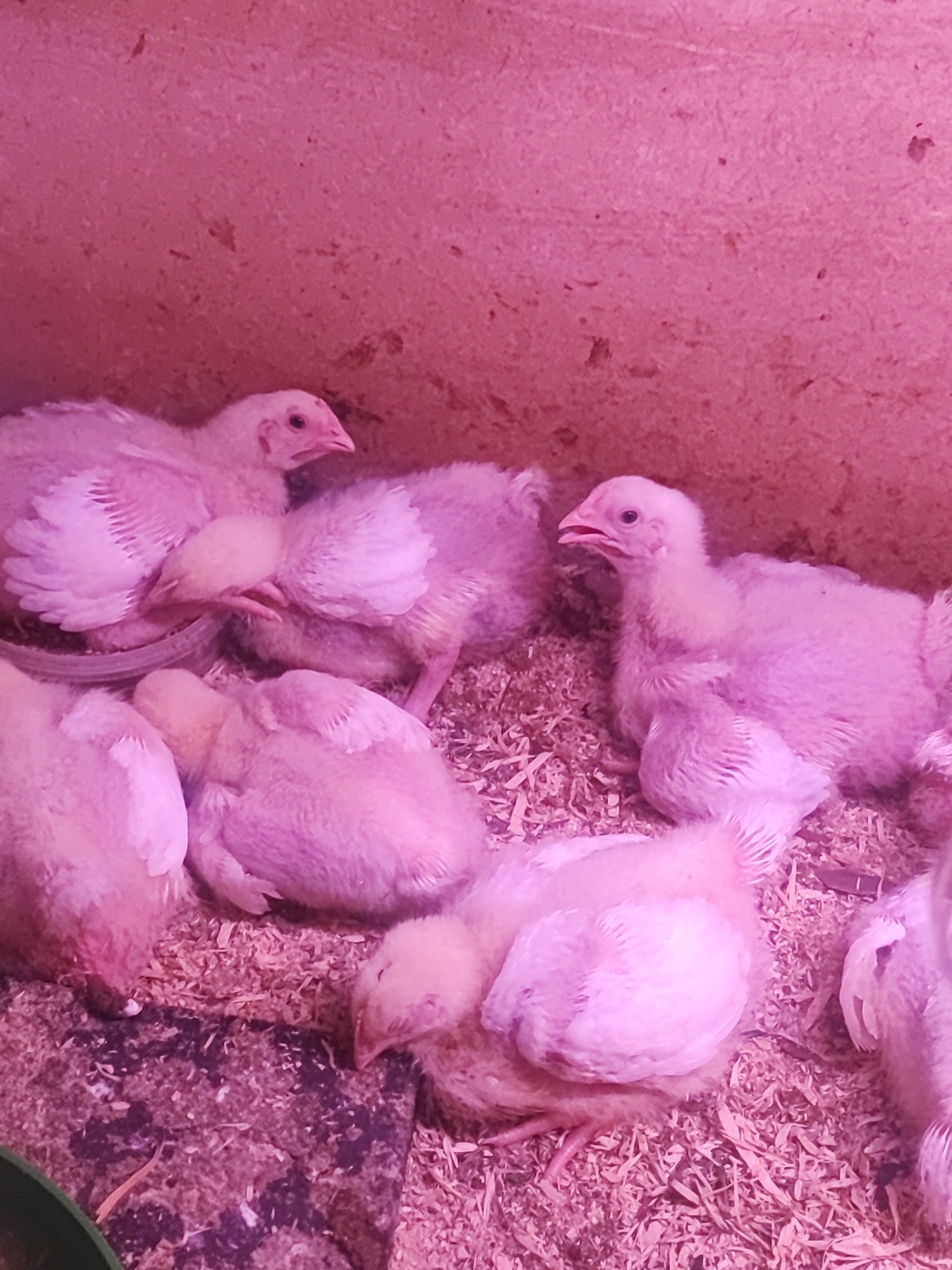 The image depicts a group of young chickens in a confined, indoor environment with a pink-toned lighting. The chickens, appearing to be of the same age, are mostly fluffy and white, with some showing developing wing feathers. They are situated on a bed of wood shavings. Some chickens are resting, huddled together, while others are alert with their heads up. One chicken in the foreground is facing the camera with its beak slightly open. The background appears to be a rough, textured wall. There are no people visible in the image. The scene does not contain any elements that would specifically place it in the city of Соколово, Russia.