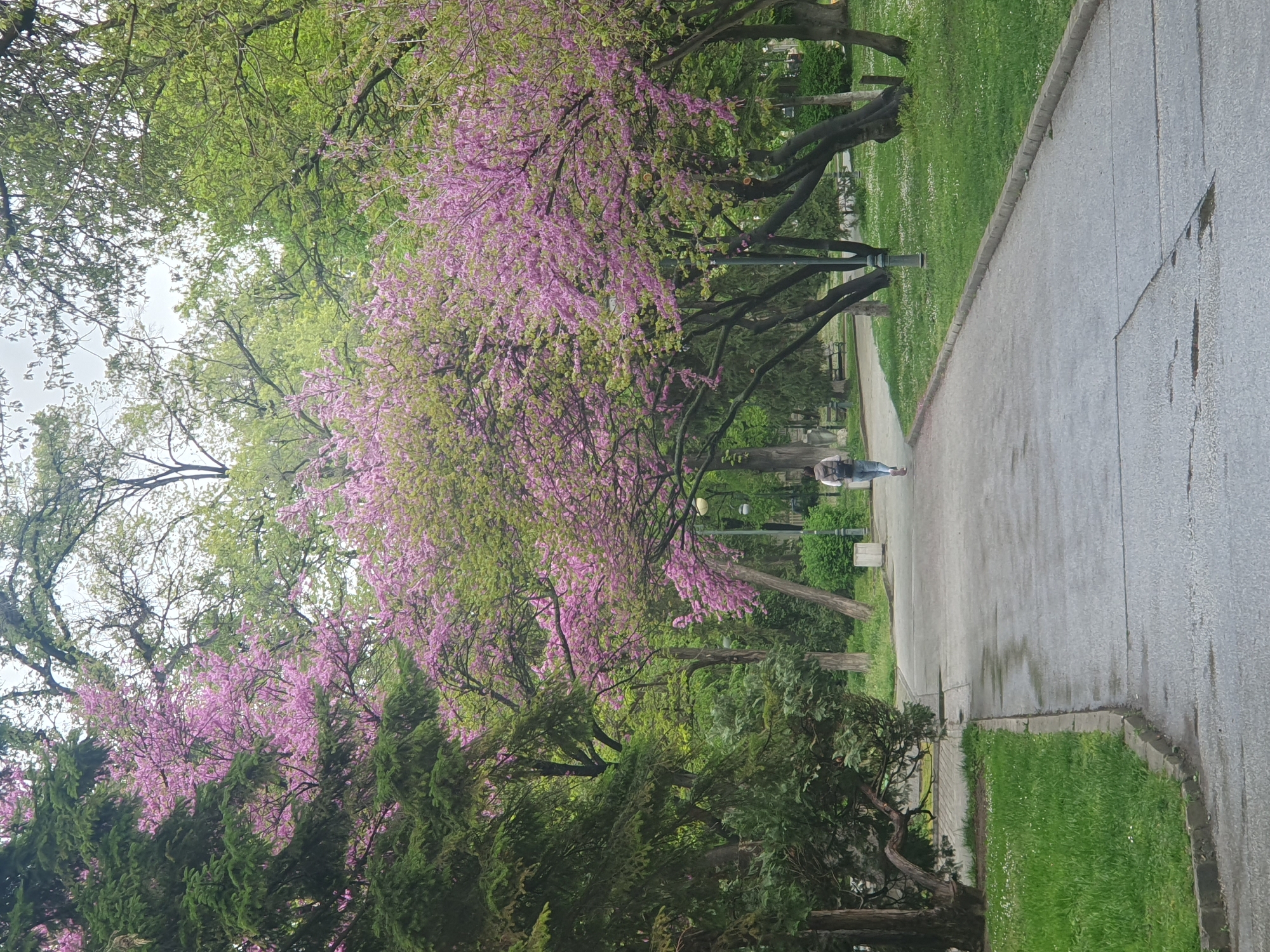 This image depicts a vibrant park or green space, likely in Plovdiv, Bulgaria, characterized by lush foliage and a paved pathway. The scene is dominated by numerous trees, with several showcasing an abundance of striking pink and purple blossoms, indicative of Eastern Redbud or a similar flowering tree, alongside trees with fresh green leaves. Some evergreen trees with dense, dark green needles are also visible, particularly towards the bottom and middle sections of the frame.
A light gray, wet-looking paved path or road stretches diagonally across the right side of the image, appearing damp as if from recent rain. Adjacent to the path, on the left, are wide expanses of bright green grass, dotted with small white flowers. A single person, dressed in casual attire, is visible in the distance on the path, walking away from the viewer. The person is wearing a light-colored top, dark pants or jeans, and a backpack or shoulder bag.
The sky overhead is bright but overcast, suggesting a cloudy day, which contributes to the soft, diffused lighting throughout the scene. Several streetlights are interspersed among the trees, and glimpses of park benches can be seen further along the path, partially obscured by the foliage. The overall atmosphere is tranquil and fresh, typical of a spring day after a light rain. No visible text is present in the image.