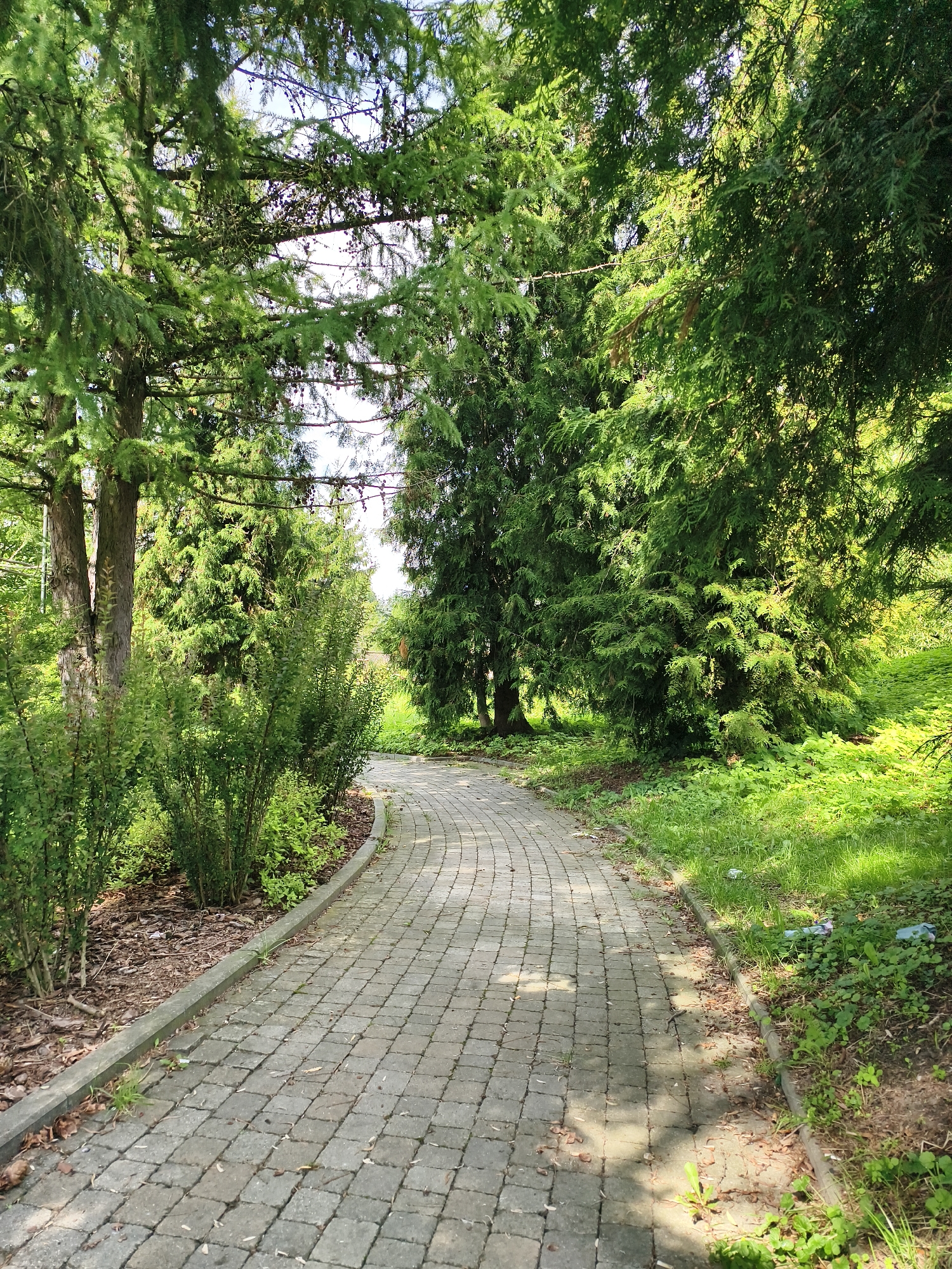 A paved pathway curves through a sun-dappled park in Sztum, Poland. The path is constructed of interlocking grey pavers laid in a diamond pattern. To the left of the path, a line of manicured, leafy green bushes runs along a border of mulch and fallen leaves. Beyond the bushes, the trunks of tall evergreen trees rise, their dense green foliage creating a canopy overhead. To the right of the path, a grassy area slopes gently upwards, dotted with more green undergrowth and illuminated by sunlight filtering through the trees. The environment appears to be a public park or garden. There are no people or animals visible in the scene.