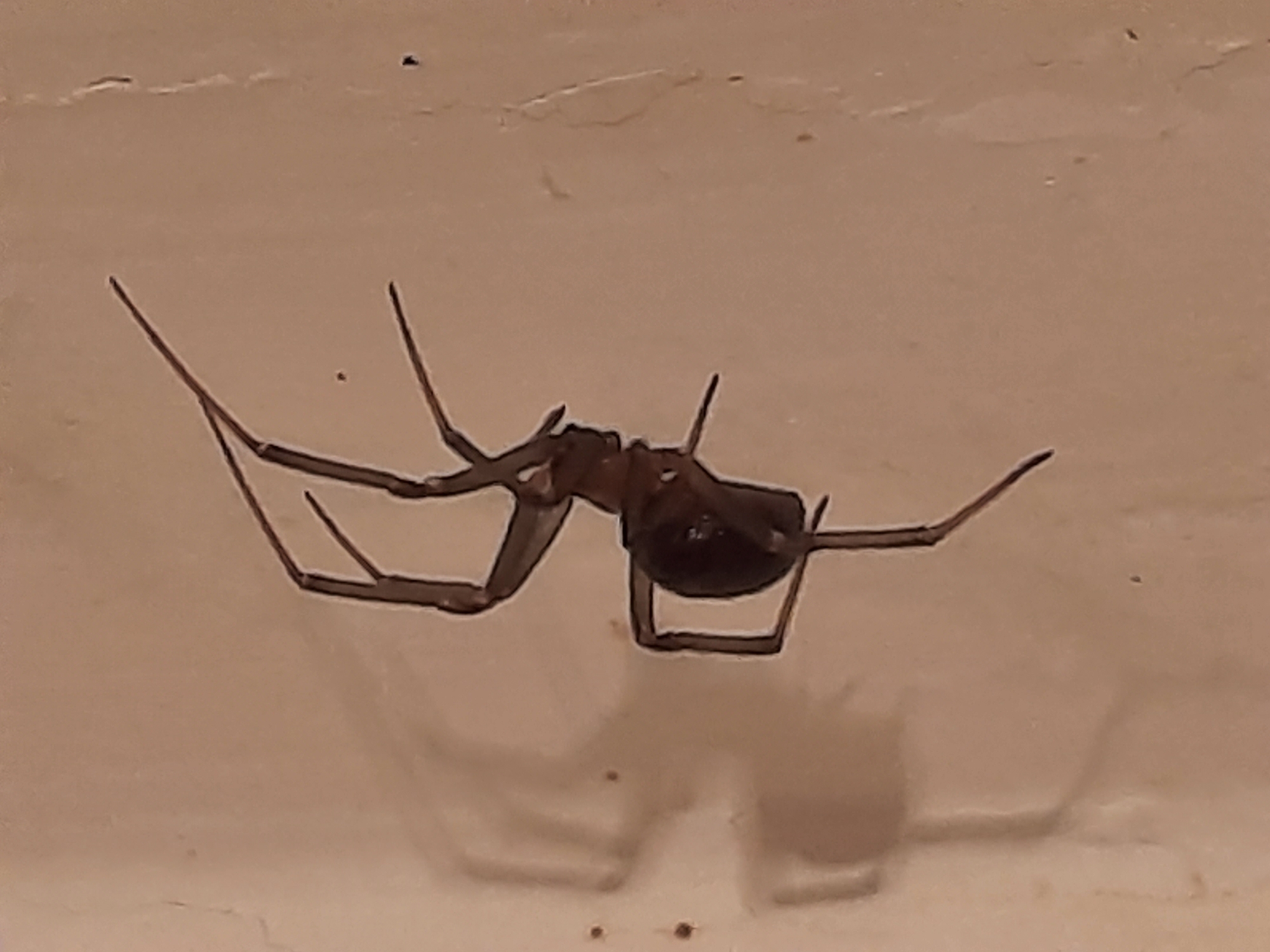 A brown spider is on a light brown surface. The spider has a dark, bulbous abdomen and long, slender legs. A shadow of the spider is visible on the surface.
The location in the city of Архангельское, Russia, is not determined from the image.