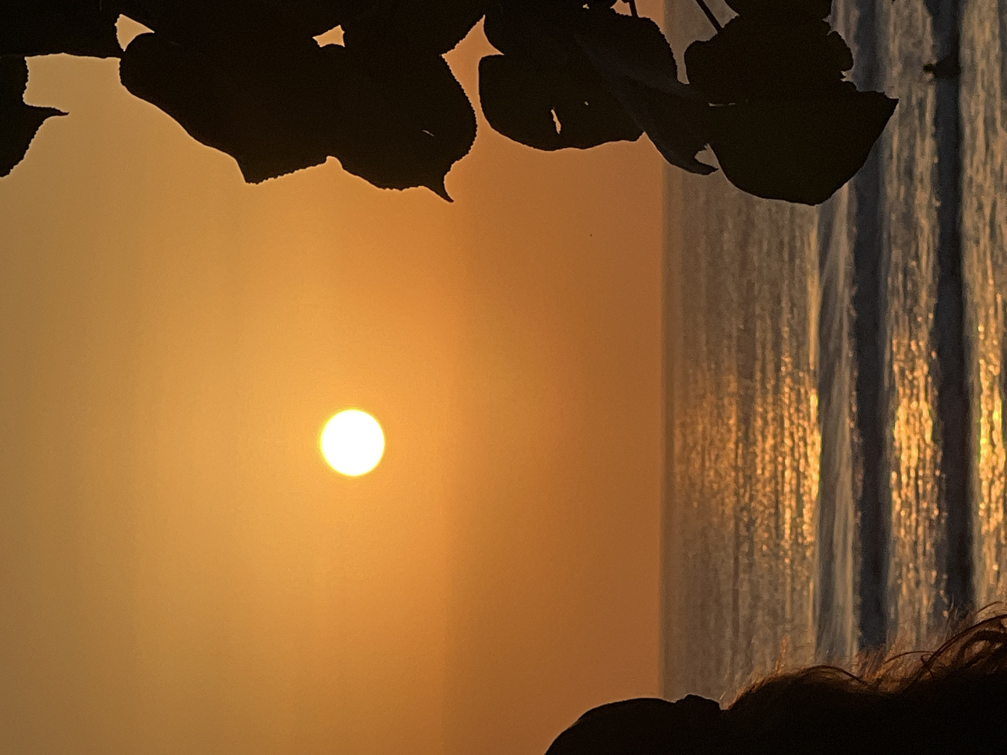 A serene sunset scene unfolds over the ocean in Kuta, Indonesia. The sun, a bright, glowing orb, is positioned in the upper portion of the sky, casting a warm, orange hue across the horizon. The sea below reflects the sun's golden light, creating a shimmering path across the water. Gentle waves roll towards the shore, their crests catching the light. In the foreground, silhouetted against the vibrant sky, are elements of nature. On the left, the dark outline of a person's head and hair is visible, suggesting they are observing the sunset. On the right, the silhouette of large, dark leaves and branches frames the scene, adding depth and a touch of natural beauty. The overall atmosphere is peaceful and tranquil, capturing the essence of a beautiful evening by the sea.