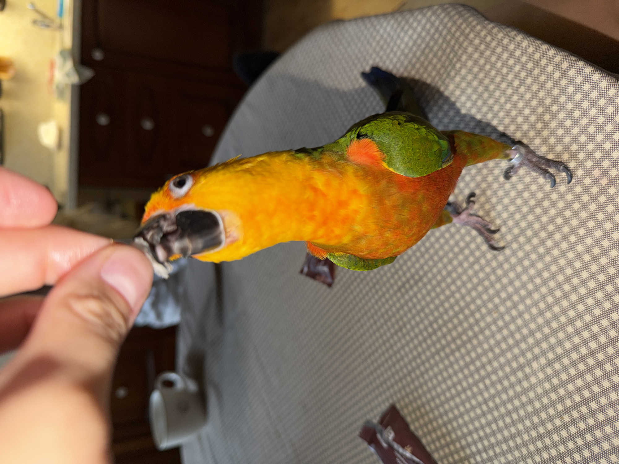 The image shows a close-up, overhead view of a colorful parrot being fed by a person's hand. The parrot, with bright orange and yellow plumage on its head and chest, and green on its back and wings, is reaching towards the person's fingers with its beak open. The parrot has dark eyes and dark feet with sharp talons. The person's hand, which is out of focus, is partially visible on the left side of the frame.
The parrot is perched on a surface covered with a grey and white checkered cloth, likely a tablecloth. In the background, slightly out of focus, are hints of a domestic setting. There's a dark wooden piece of furniture, possibly a cabinet or dresser, with some white objects on top, including what appears to be a mug. The lighting suggests it is daytime, possibly indoors given the presence of furniture and interior lighting cues.
The overall scene captures a moment of interaction and feeding between a human and a pet bird. The focus is on the bird's expression and its engagement with the offered food. No specific time of day or weather conditions are discernible, and no text is visible in the image. The setting appears to be a home environment.