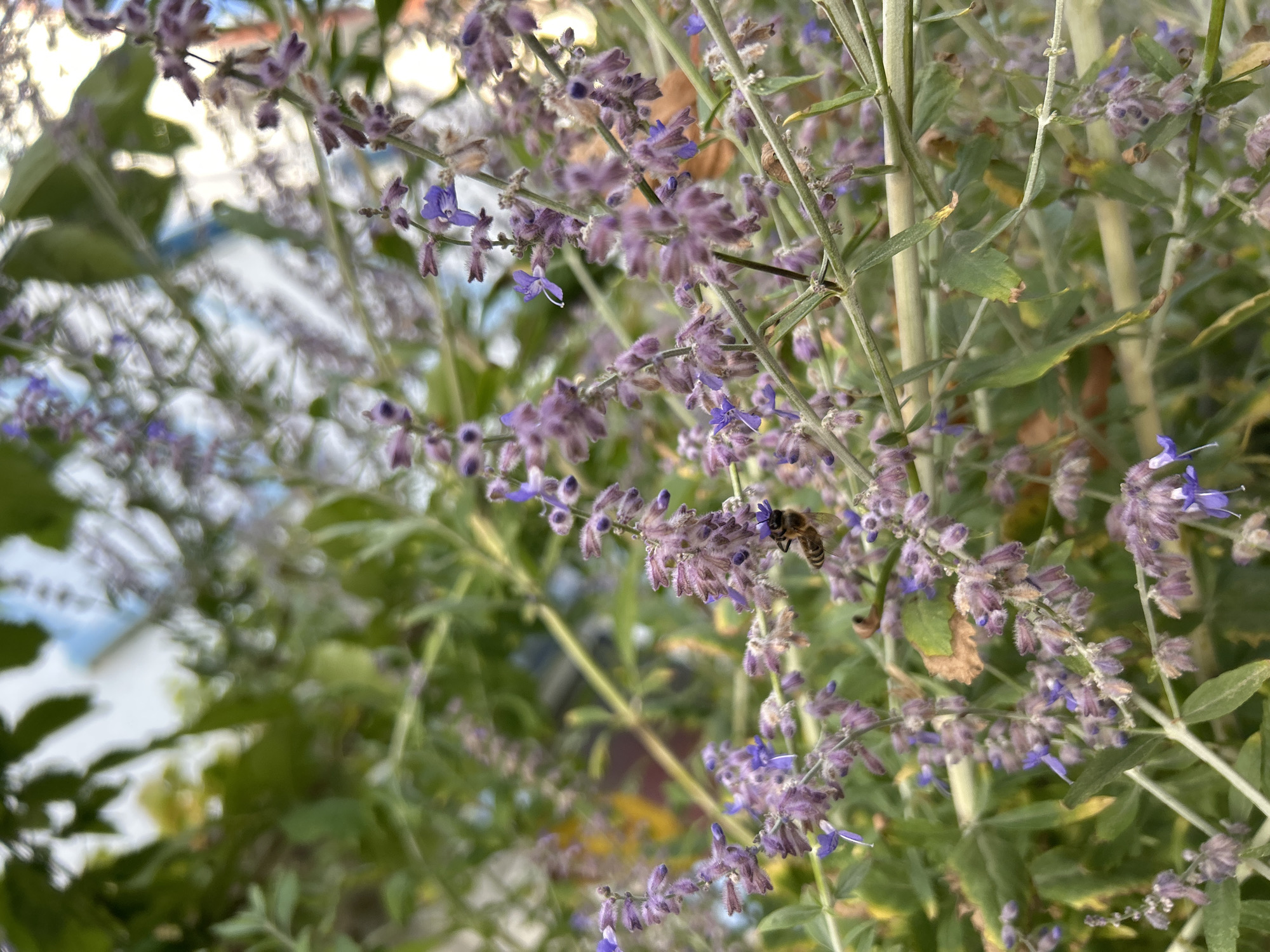 An overhead shot captures a bee collecting nectar from a spike of purple flowers. The bee, viewed from above, is brown and fuzzy with black stripes. It is positioned in the center of the frame, with its head buried in the flowers. The flowers are clustered together on thin green stems, with some of the blooms in focus and others blurred in the background. The background is a soft blur of green leaves and a hint of blue sky. The image appears to have been taken outdoors in a garden or natural setting.