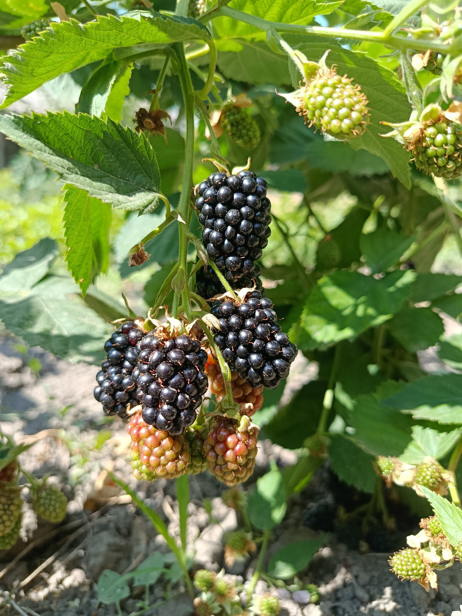 The image is a close-up shot of a blackberry bush with ripe and unripe berries. The ripe berries are a deep black color, while the unripe berries are green. The bush has large green leaves and is growing in what appears to be a garden or natural setting. The background is blurred, suggesting the focus is on the berries. The lighting indicates it is daytime. There are no people or animals visible in the image. The specific location in Korotnoye, Moldova, is not discernable from the image itself.