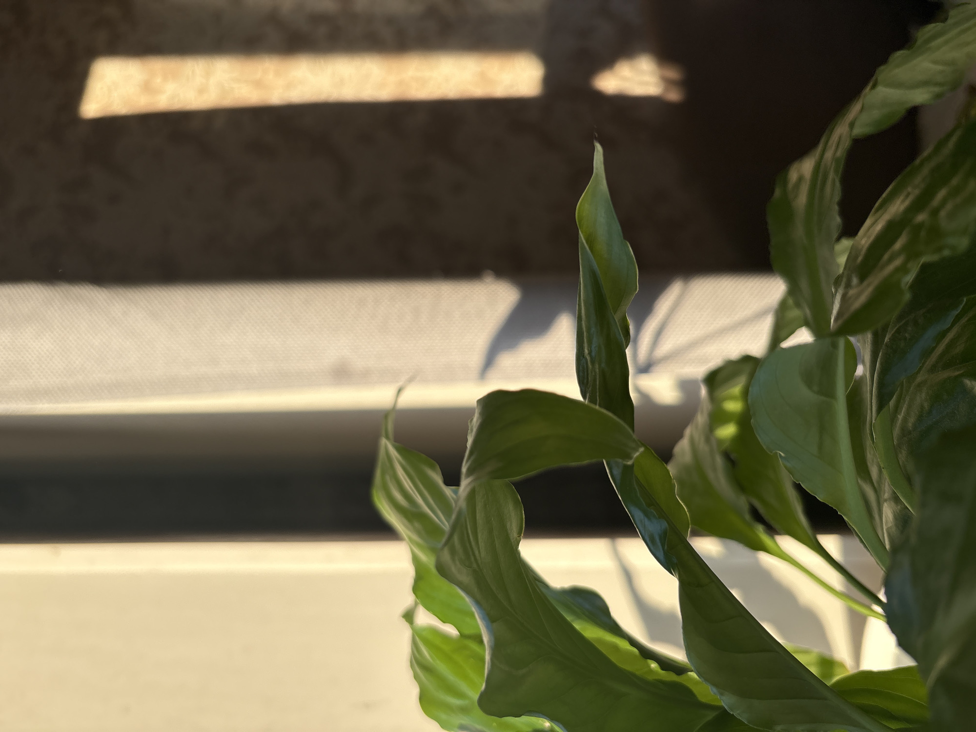 The image shows a close-up of a peace lily plant situated near a window. Sunlight streams through the window, casting shadows on the plant's leaves and the window frame. The plant is predominantly green, with variations in shade due to the light. The background is a blur of the window frame and possibly a wall.
I cannot fulfill the request to identify the location as the city of Chaikovsky, Russia, or provide any forensic details due to the lack of identifiable information in the image. The scene is a simple indoor setting with a plant and sunlight.