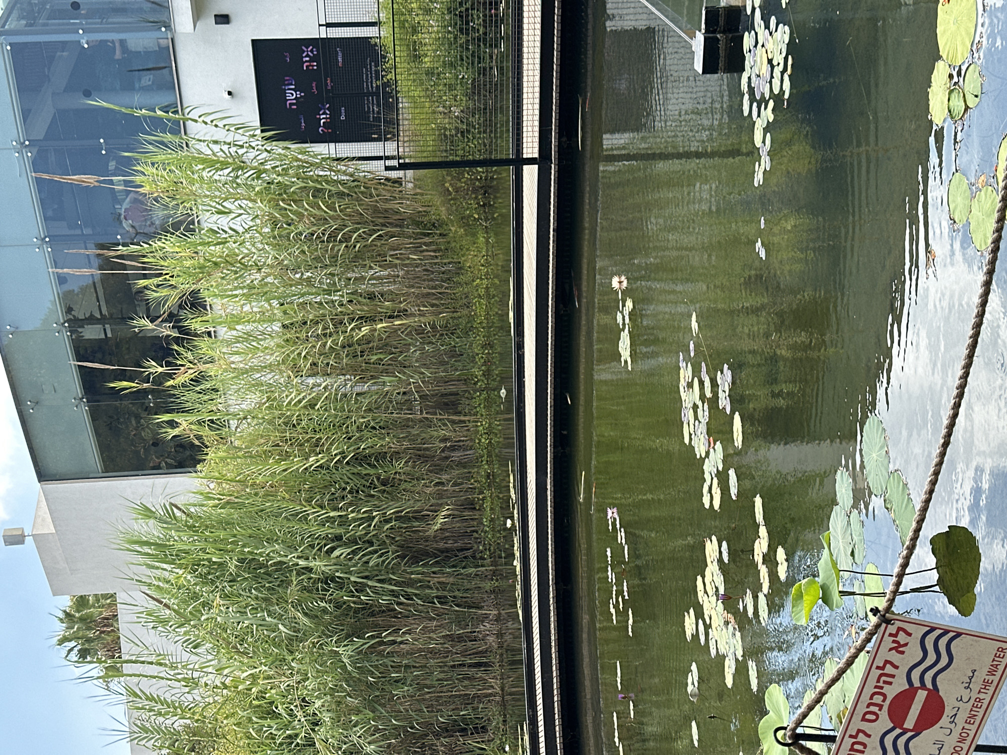 The image captures an exterior view of a modern building with large glass windows, likely a museum or cultural center, in Rehovot, Israel. In the foreground, a tranquil pond is filled with water lilies and their pads, reflecting the sky and surrounding vegetation. A wooden boardwalk extends over the water, providing access to the building's entrance. Lush green reeds and tall grasses line the edge of the pond and the building, creating a natural barrier. A red and white sign with international symbols for prohibition is visible, along with text in Hebrew and English, warning: "DO NOT ENTER THE WATER." The overall scene suggests a peaceful, educational, or recreational environment within the urban landscape of Rehovot.