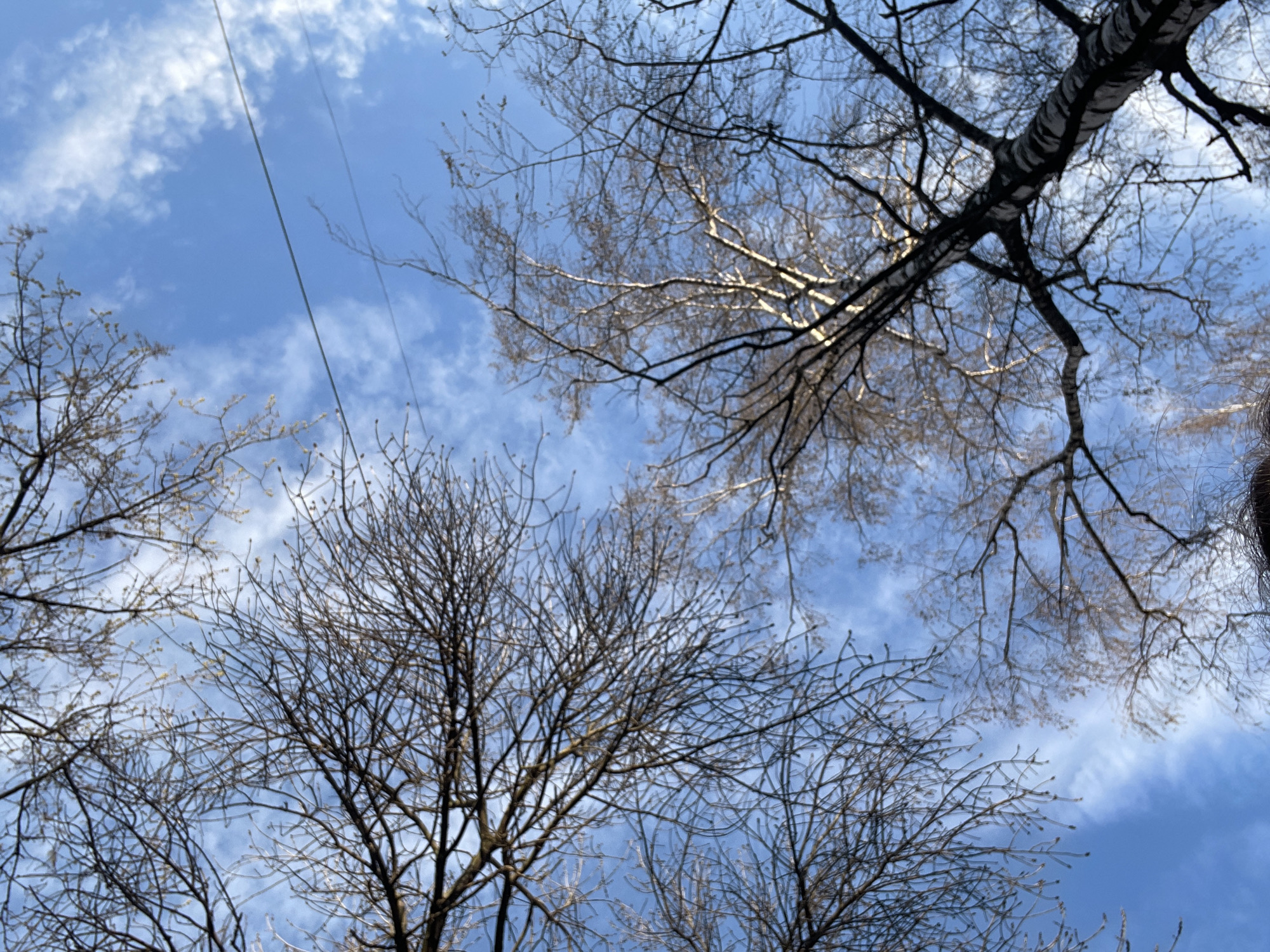 This media file offers an upward perspective through the bare branches of several trees against a vibrant blue sky dotted with scattered white clouds. The intricate networks of dark, slender branches are leafless, suggesting a late winter or early spring season. One prominent tree in the upper right is identifiable as a birch, characterized by its distinct white and black striped bark. Other trees, particularly in the lower and left sections of the image, show nascent buds or small catkins. A thin, dark power line or wire extends diagonally across the sky in the upper-middle portion of the frame. The scene is set outdoors during the daytime, with ample natural light. The overall setting is a natural, possibly urban park or wooded area, consistent with the temperate climate of Izhevsk, Russia. There is no activity taking place, and no visible text.
