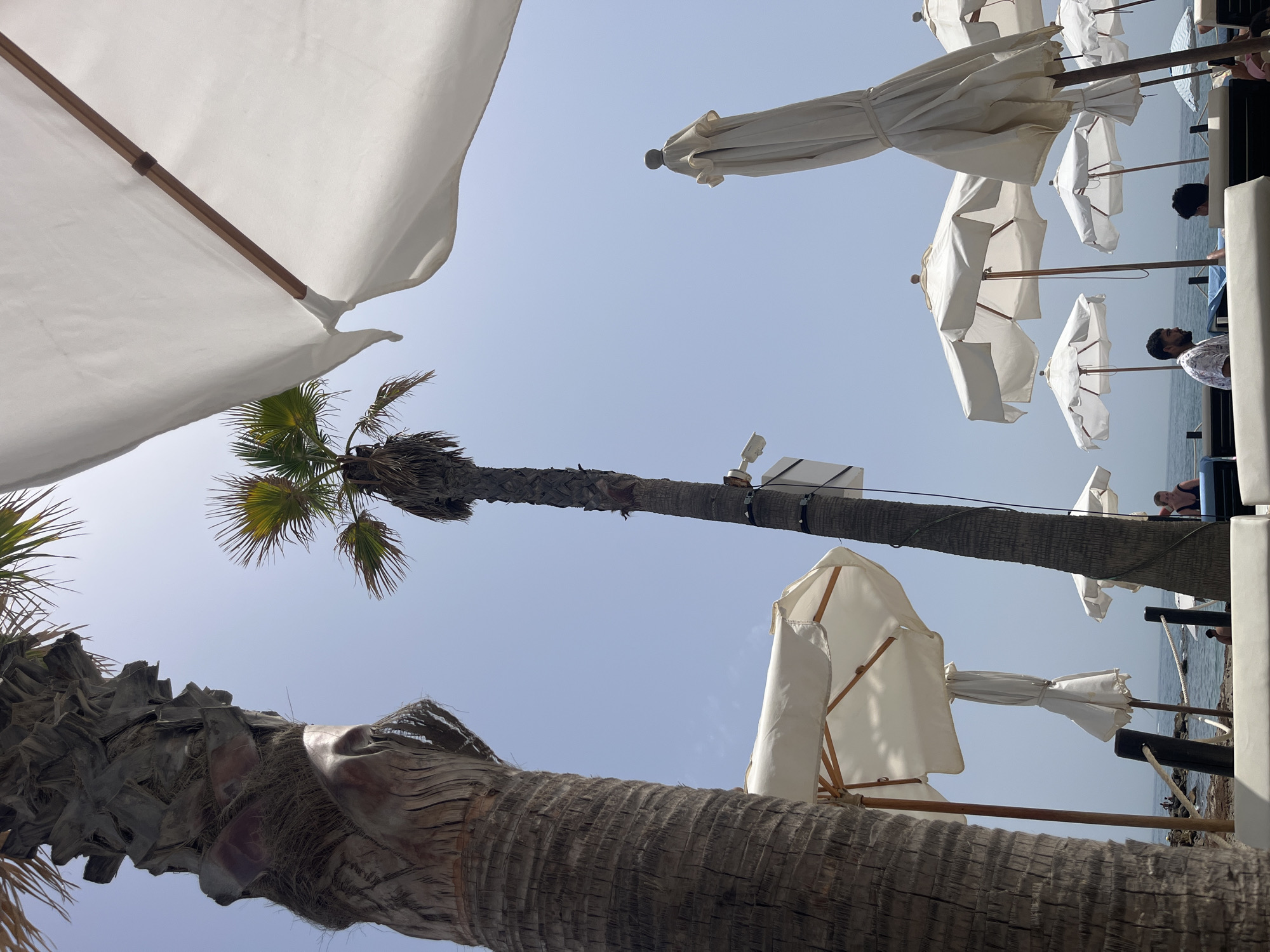 This image depicts a sunny beach scene in Marbella, Spain, with a focus on tropical palm trees and white beach umbrellas. In the foreground, the thick, textured trunk of a large palm tree is visible on the left, partially obscuring the view. To its right, a tall, slender palm tree stretches towards a clear blue sky. Several white beach umbrellas are scattered across the scene, some open and providing shade, others closed and stacked. The ocean is visible in the background, with a rocky shoreline. A few people are present, lounging on beach chairs and enjoying the seaside atmosphere. One person is seen by the water, while others are seated or walking. The overall impression is one of a relaxed and picturesque beach resort environment.