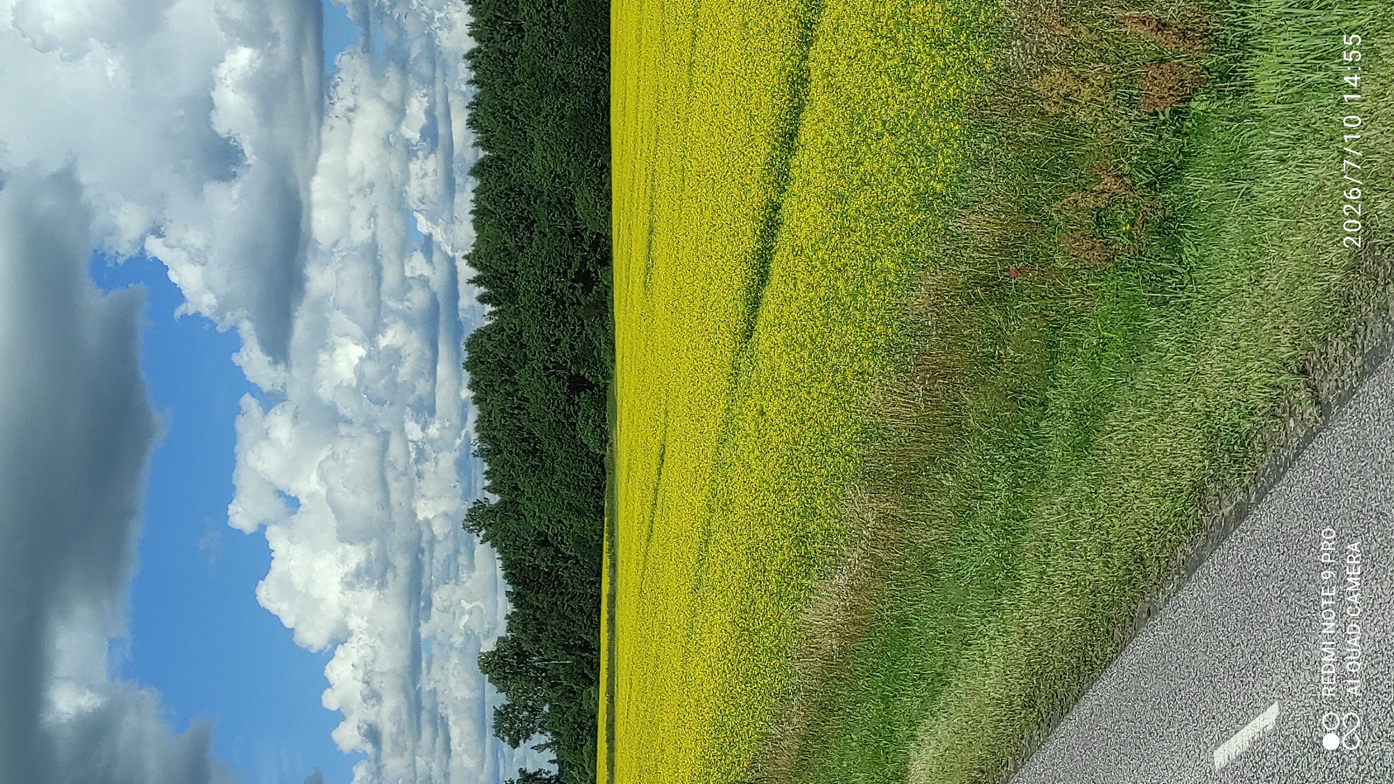 This is a vertical, medium-shot photograph taken outdoors. The scene depicts a vast field of bright yellow flowers, likely rapeseed, stretching towards a dense line of dark green trees in the background. The sky above is a vibrant blue, dotted with numerous white and gray cumulus clouds. In the foreground, a portion of a grey asphalt road with a white line marking is visible on the left side of the frame. Adjacent to the road, a strip of green grass with some dried stalks is present. The timestamp "2026/7/10 14:55" and text "REDMI NOTE 9 PRO AI QUAD CAMERA" are overlaid on the bottom left and bottom right corners of the image, respectively. The overall impression is a rural landscape under a cloudy sky. The image is located in Mudiste, Estonia.