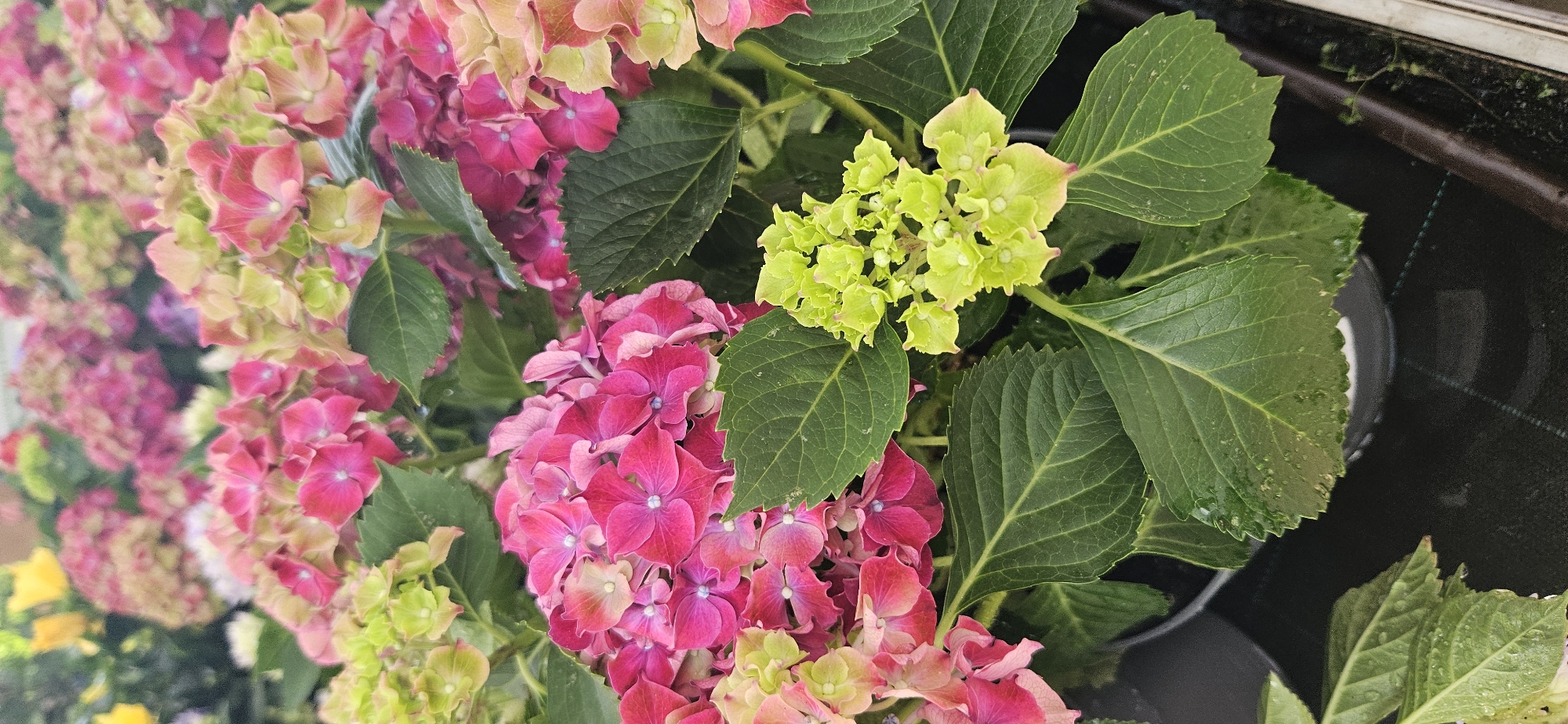 The image shows a close-up view of several hydrangea flower clusters in various stages of bloom and color. The dominant colors are vibrant pinks and lighter green-yellow hues, with large, dark green leaves providing a backdrop. Some of the flower petals appear to have water droplets on them, suggesting recent watering or dew. The arrangement is naturalistic, with the flowers and foliage filling the frame. The background is blurred, but hints of other colorful flowers, potentially yellow and darker pink, can be seen, suggesting a garden or a floral display. There are no people or animals visible in the image. The scene is an outdoor setting, likely a garden or a nursery, given the presence of what appears to be pots or containers partially visible at the bottom of the frame and a woven mat or ground cover. The lighting suggests it is daytime. There are no specific landmarks or architectural elements visible to pinpoint a precise location within Keszthely, Hungary, beyond it being a place where hydrangeas are cultivated or displayed.