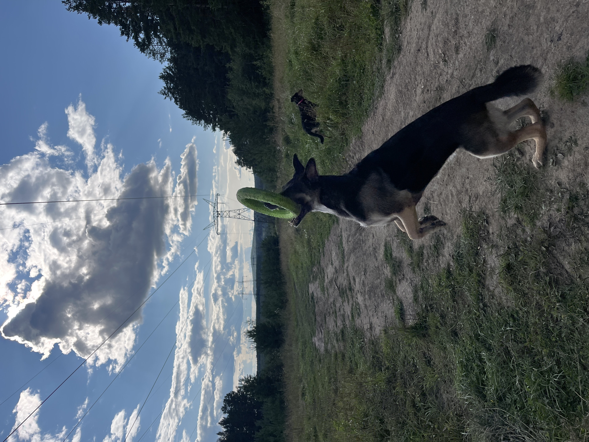 A German Shepherd dog jumps to catch a green ring in a grassy, outdoor area. The dog is in mid-air, with its mouth open and jaws extended to grasp the toy. In the background, another dog, possibly a Labrador Retriever, is visible in the distance, standing in tall grass. The environment consists of a dirt path winding through the grass, with a line of trees bordering the right side of the frame. In the background, there are power lines and pylons, suggesting an open, possibly rural or semi-rural location. The sky above is blue with scattered clouds, indicating daytime. The scene is likely a park or natural area, and the presence of power lines might suggest it's on the outskirts of a populated area such as Nizhny Tagil, Russia, though this cannot be definitively confirmed from the image alone.