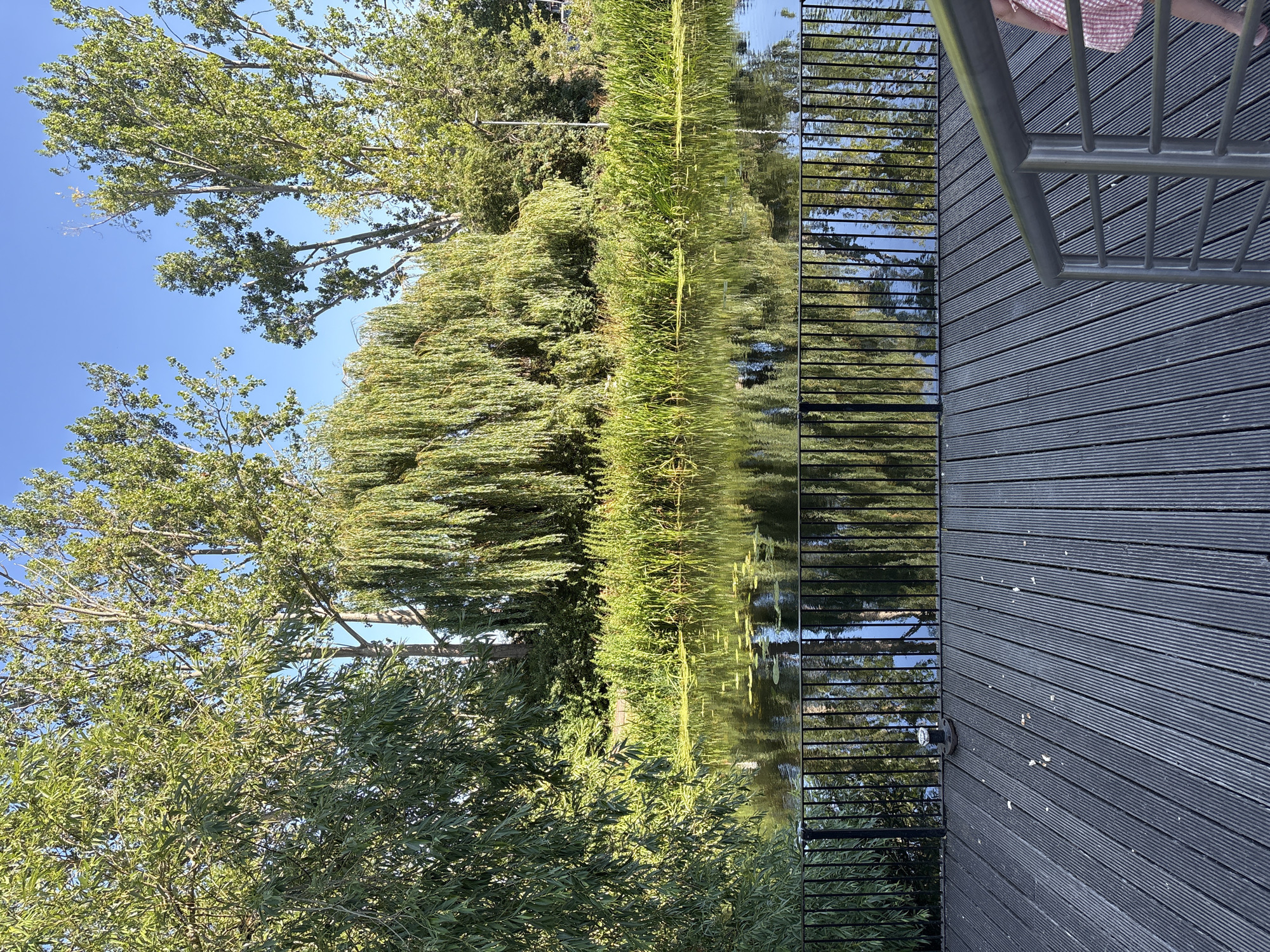 The image depicts a waterside scene on a sunny day. In the foreground, a dark grey wooden deck with a metal railing leads down steps. Beyond the deck, a black metal fence separates it from a body of water. The water is calm, reflecting the trees and sky. Along the far bank of the water is a dense line of tall green reeds and grasses, backed by a variety of trees, including a prominent weeping willow with long, hanging branches. The sky is a clear, bright blue. The scene appears to be located in Chelmsford, United Kingdom, likely a park or public area adjacent to a river or canal. There is no visible activity or interaction in the image.