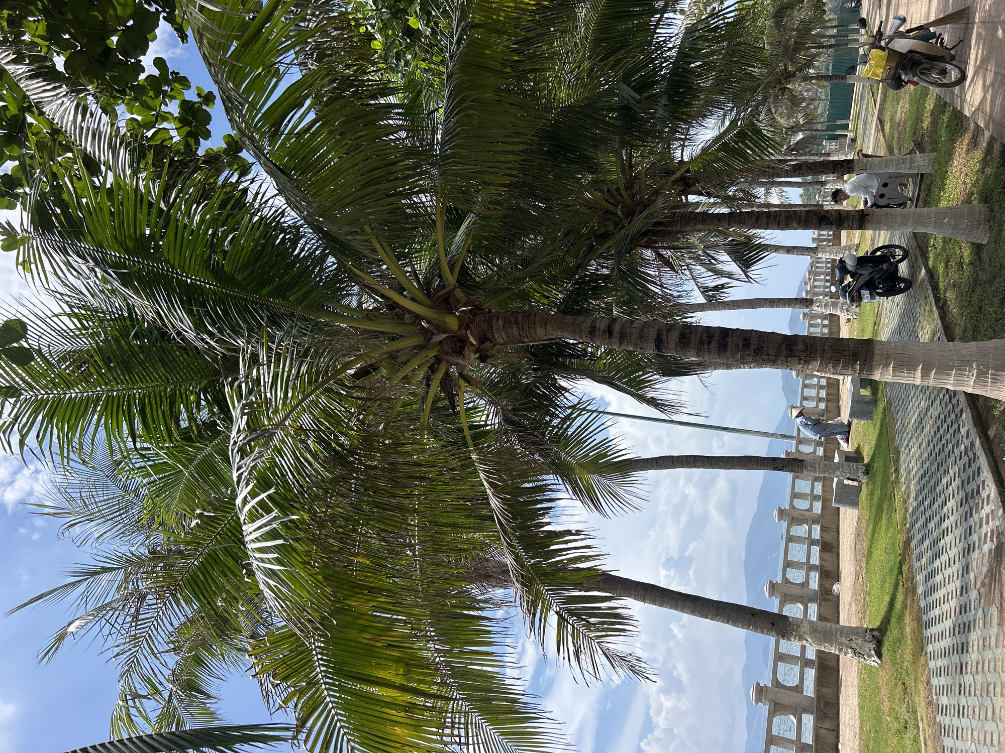The image shows a row of palm trees along a waterfront walkway. In the background, a body of water, likely the sea, is visible. People are seen sitting on benches along the walkway and motorcycles are parked nearby. The location is in Bắc Nha Trang Ward, Vietnam. A paved walkway runs adjacent to a grassy area, and a low wall separates the walkway from the water. The sky is visible through the palm trees, with some clouds present.