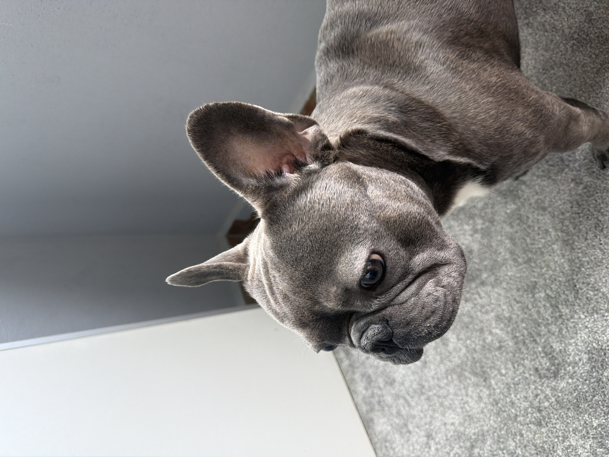 The image shows a close-up, profile view of a gray French Bulldog standing on a gray carpet. The dog is looking to the left, with its large ears perked up. The background consists of a plain gray wall and a white door or panel. The lighting is bright, casting subtle shadows. There is no indication of the city of Ruse, Bulgaria, in the image.