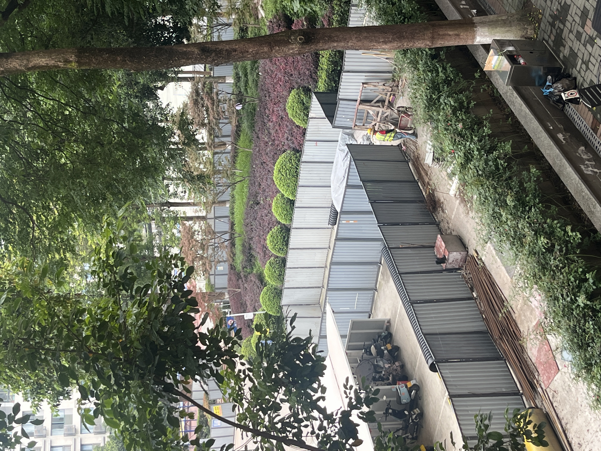This image, taken in Yuzhong District, China, captures an elevated view of an urban green space bordering a construction or maintenance area, with buildings in the background.
In the foreground, lush green tree foliage fills the upper and left portions of the frame. A thick tree trunk stands prominently in the mid-ground. To the right of the trunk, a well-maintained landscaped area features several rows: closest to the viewer are neatly trimmed spherical green bushes, followed by a dense hedge of dark red-purple foliage, and then more green shrubs.
Adjacent to this green space, a work zone is enclosed by corrugated metal fencing. Within this fenced area, a person wearing a yellow safety vest and a hard hat is visible, seemingly working with a wheelbarrow or similar cart. Various construction materials, including wooden planks, metal rods, and tarpaulins, are scattered around the site. Another section of the work area, further to the right, shows a collection of stacked items, possibly equipment or debris.
To the far right of the image, beyond the construction zone, there's a paved pathway or sidewalk. A long, narrow concrete planter runs alongside it, containing small green plants. A metal utility box or trash receptacle is situated near the planter. In the background, modern multi-story buildings with numerous windows and air conditioning units are visible, partially obscured by trees. The scene suggests a daytime setting with soft lighting. No discernible text is clearly legible on any signs or objects.