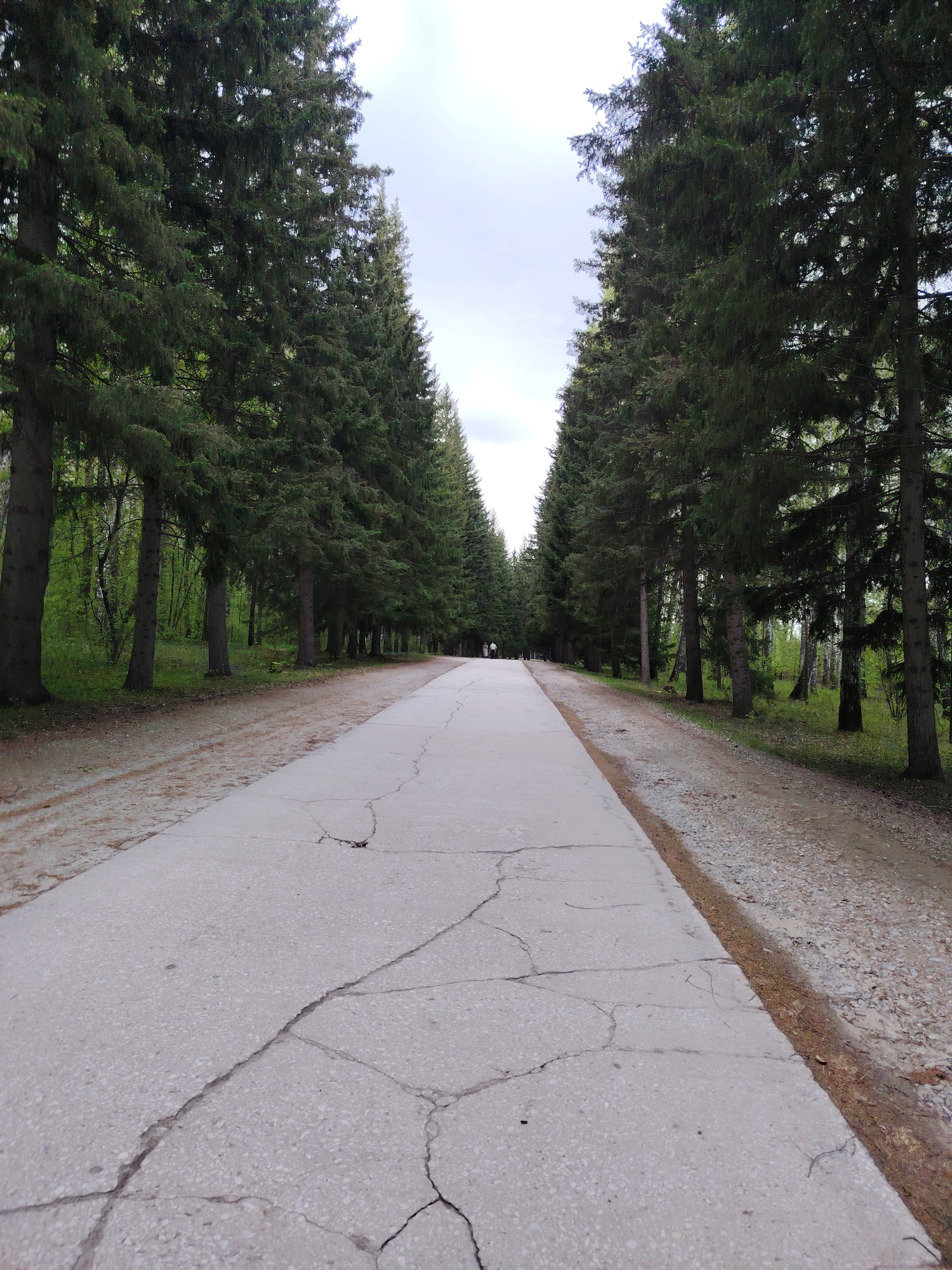 The image depicts a paved road lined with tall, mature evergreen trees on either side, creating a tunnel-like effect. The road surface is cracked and shows signs of wear. The trees are dense and provide shade. In the distance, the road appears to converge, and two figures are visible. On either side of the paved road, there is an area of gravel and dirt leading to the treeline. The sky above is overcast and grey. The location is a park or wooded area, possibly in an urban setting.