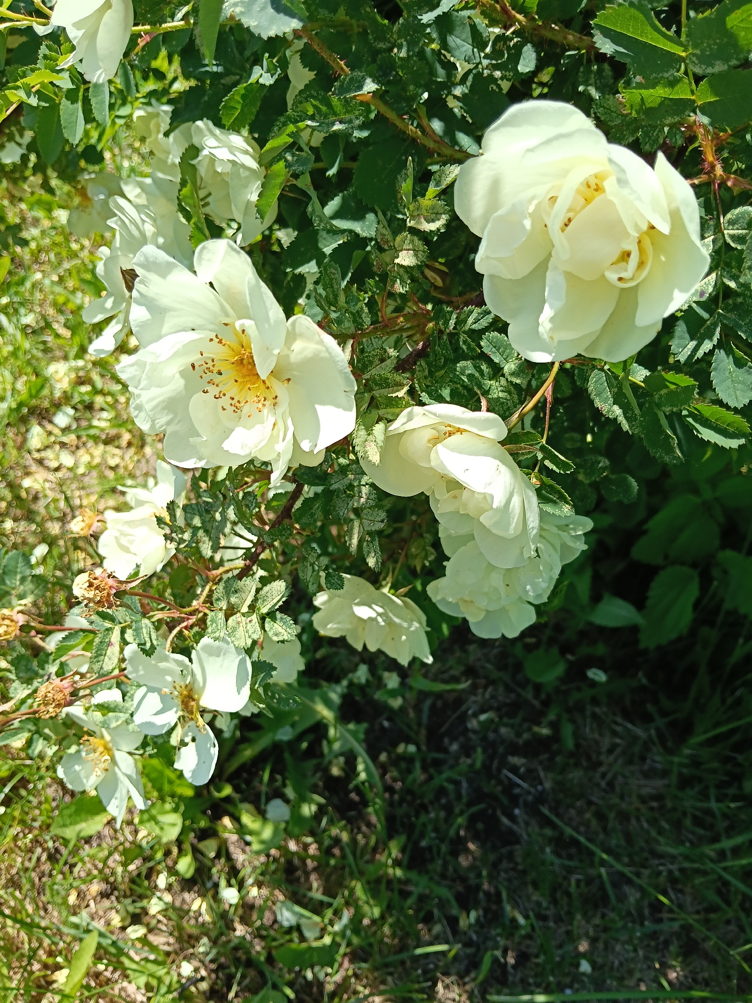 The image captures a close-up, high-angle view of a rose bush featuring multiple white roses in bloom, located outdoors in Красный Маяк, Russia. The central focus is on several white roses, with various stages of opening. Some roses are fully unfurled, revealing prominent yellow stamens and pollen, while others are partially closed or in bud form. The petals exhibit a soft white to creamy hue, with visible textures. The roses are surrounded by dense green foliage, with leaves showing serrated edges and some displaying lighter green or variegated patterns. Stems with visible thorns weave through the foliage. The background consists of a dappled mix of green grass, some areas appearing dried or bare earth, and scattered organic debris. The scene is brightly illuminated by direct sunlight, casting distinct shadows and creating highlights on the flowers and leaves, consistent with daytime conditions. No individuals or artificial structures are present in the frame.