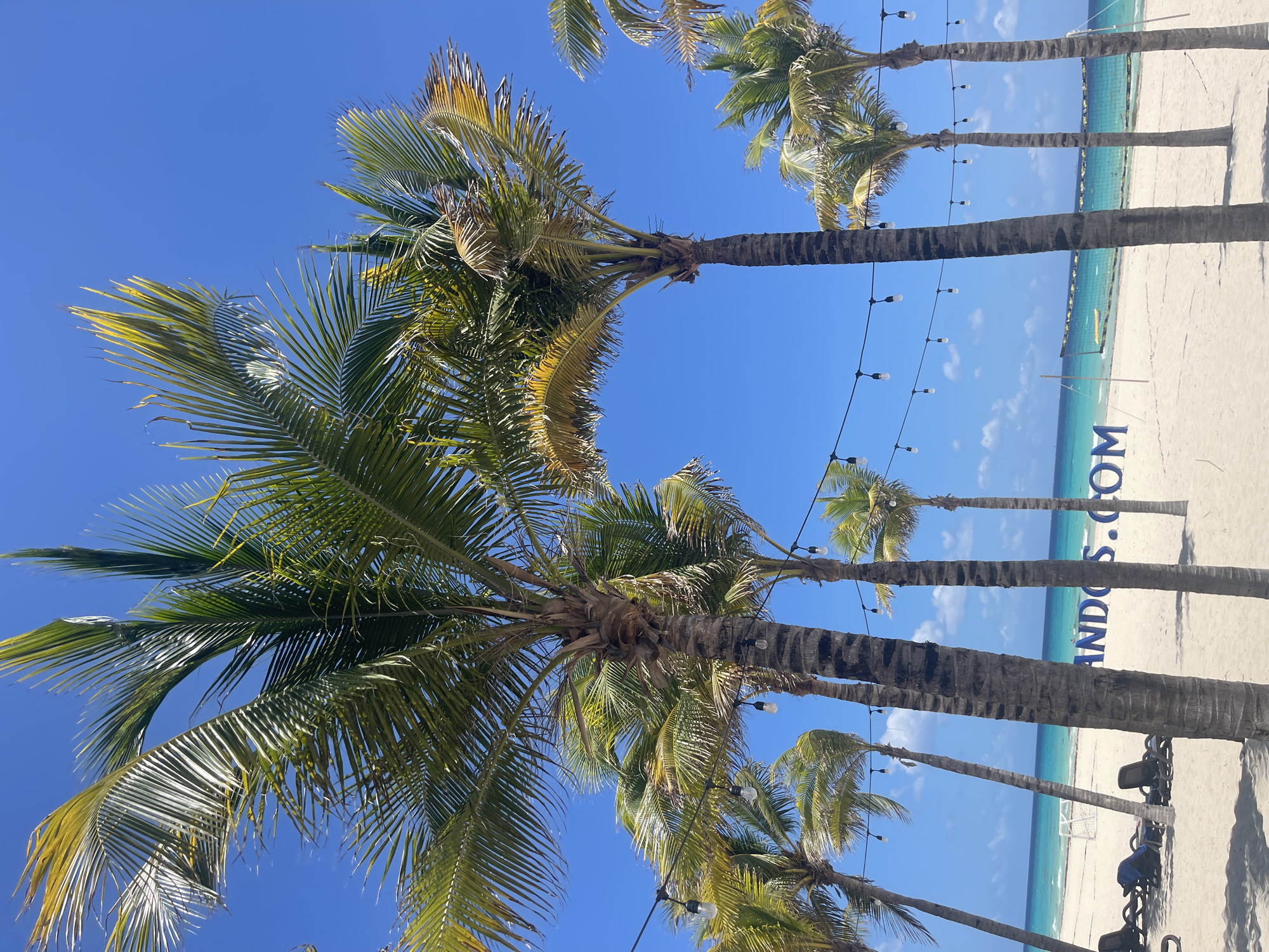 The image captures a beach scene in Playa del Carmen, Mexico. Several palm trees stand tall against a clear blue sky. String lights are strung between the trees. The trunks are lined up on the beach, and the beach has the word "ANDOS" written on it. The turquoise water of the ocean can be seen in the background, meeting the white sandy beach. There is a beach soccer net on the beach. In the lower right corner of the image, there are some structures that appear to be beach chairs.