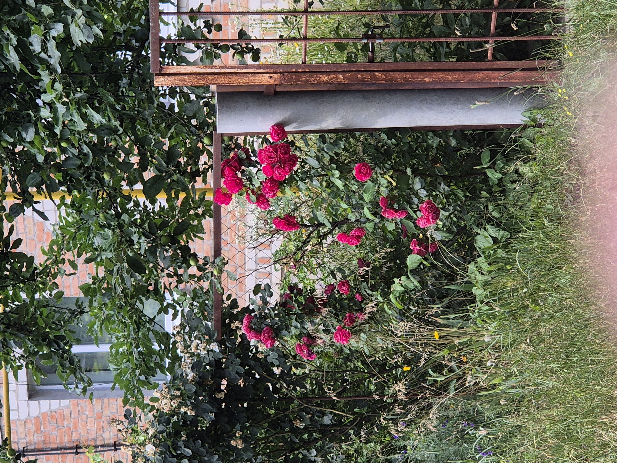 The image depicts a close-up, vertical view of a garden with blooming pink roses. The roses are the primary subject, with their vibrant petals and lush green foliage filling a significant portion of the frame. They appear to be growing near a chain-link fence and a rusty metal structure, possibly part of a balcony or utility area.
In the background, a brick building with a window is partially visible, suggesting an urban or suburban setting. The foliage is dense, creating a sense of overgrowth. Scattered amongst the roses and grass are small yellow and purple wildflowers, adding touches of color to the scene. The grass on the right side of the image is tall and unkempt, indicating a natural or less manicured area.
The lighting suggests it might be daytime, possibly late afternoon, with diffused light. There are no people visible in the image. The overall impression is one of a slightly wild and overgrown garden, with the roses being the most prominent and well-maintained element. The rusty metal structure and the chain-link fence provide a contrasting industrial element to the natural beauty of the flowers. The scene appears to be set in Sozonivka, Ukraine, as per the location context.