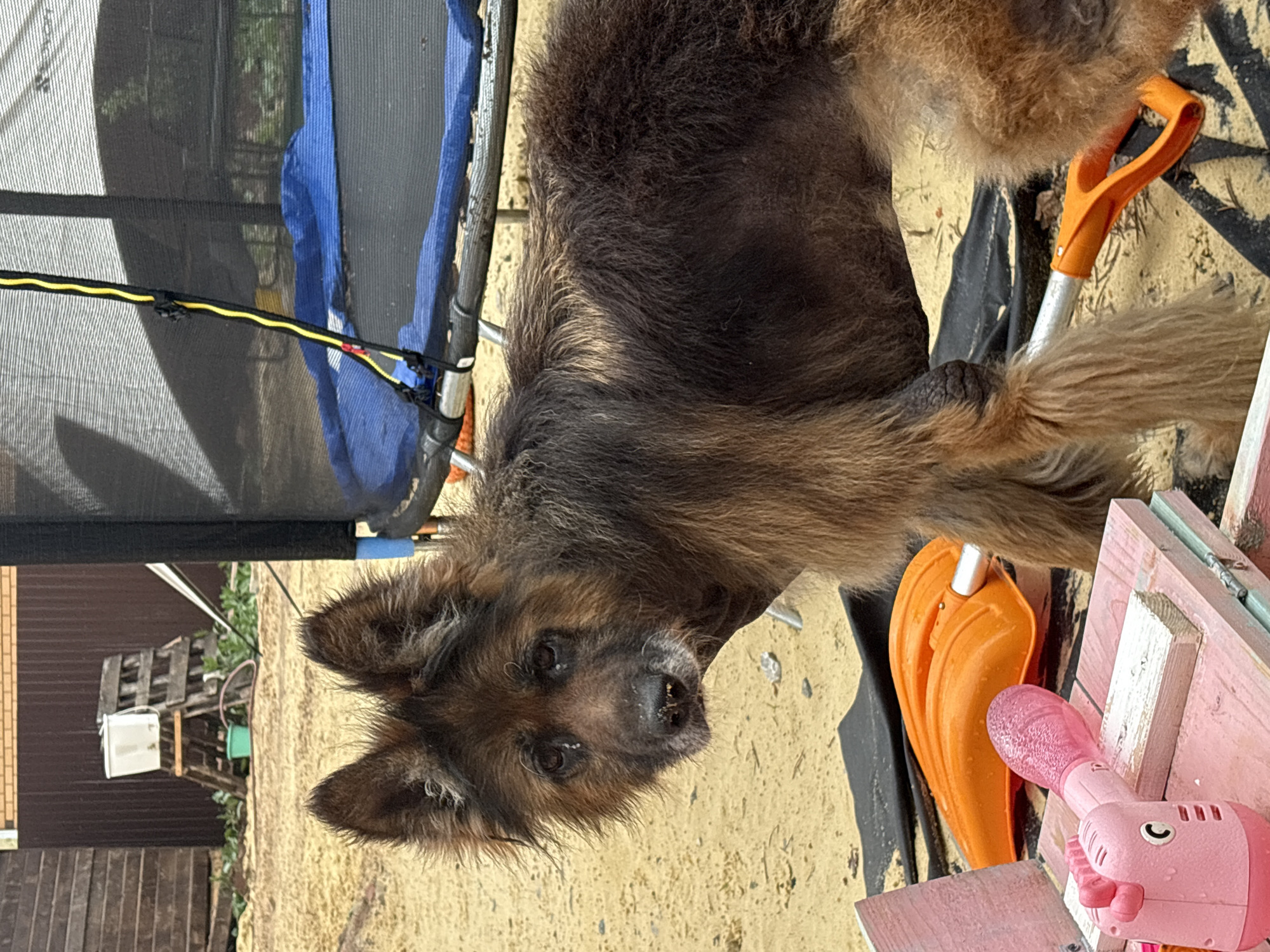 A brown-and-black medium-sized dog with long fur is in an outdoor setting. The dog is positioned near a trampoline with blue safety padding. There is an orange shovel and a pink toy present. A wooden fence and a building are visible in the background. The exact location in Perm, Russia is not determinable from the image.