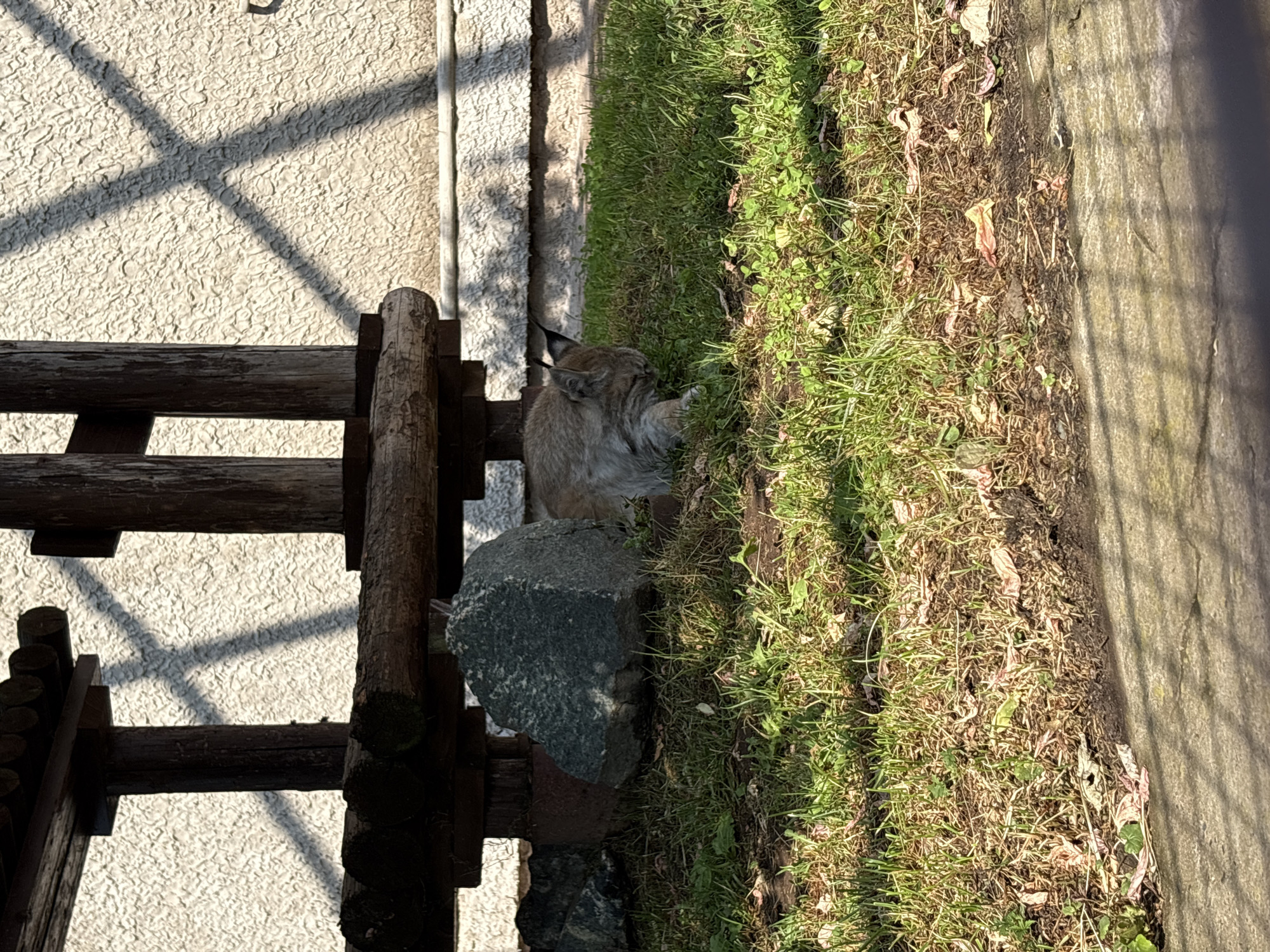 In Izhevsk, Russia, a lynx rests on a grassy patch under a wooden structure. The lynx, with its distinctive ear tufts and spotted fur, is curled up, appearing to be asleep or resting. It is positioned near a large grey boulder and other smaller rocks. The ground is covered in green grass, with some dry leaves scattered about. The wooden structure, possibly part of an enclosure or shelter, has thick posts and a beam, casting a shadow across the scene. In the background, a textured wall with a light-colored surface is visible, also marked by the shadow of the wooden structure, creating a crisscross pattern. The lighting suggests it is daytime, with sunlight filtering through the overhead structure.