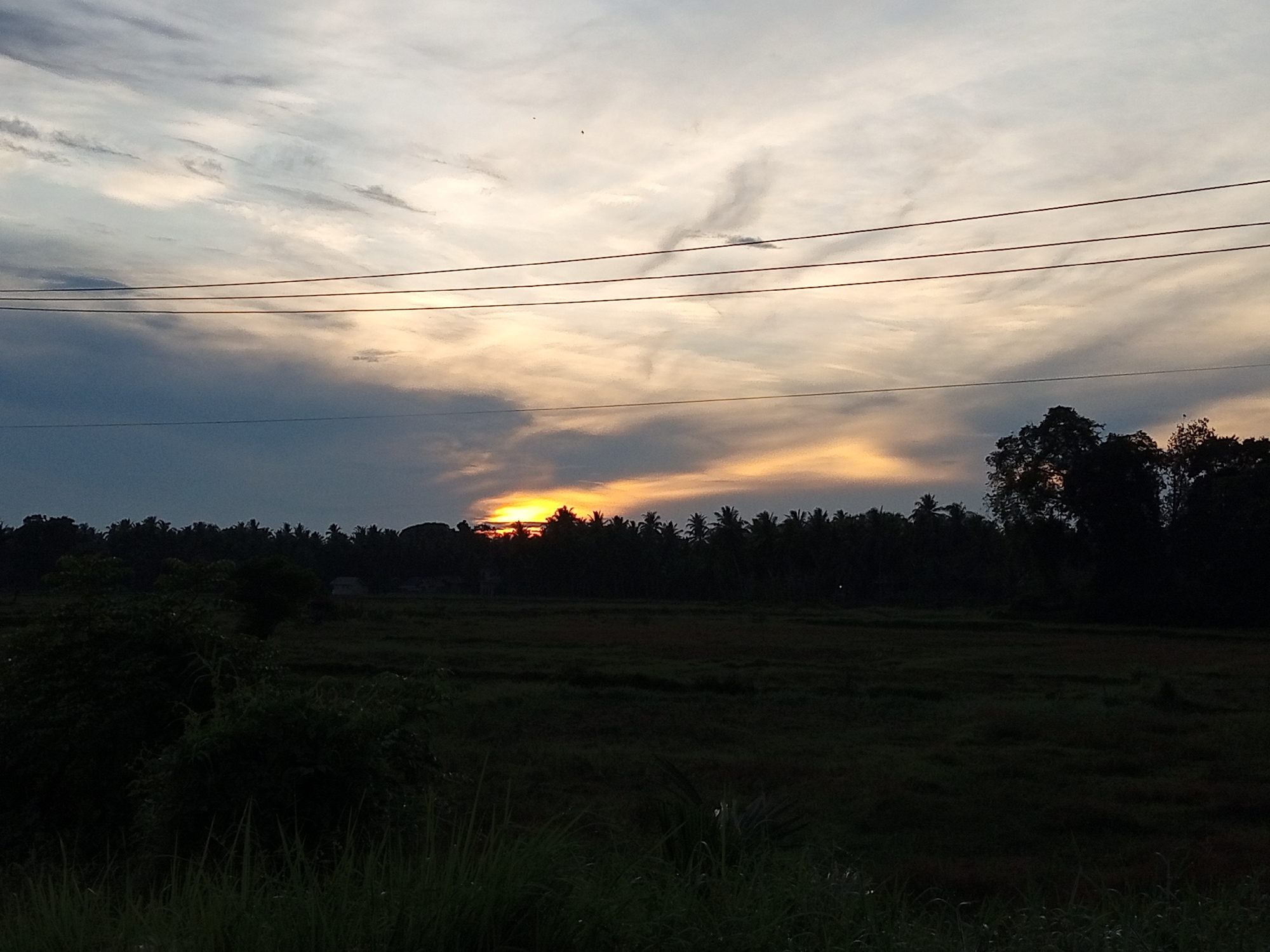 The image depicts a rural landscape at dusk, likely in a coastal region of Indonesia. A silhouette of a dense line of trees, including palm trees, forms a dark horizon across the middle ground. Within this tree line, a bright orange sunset is visible, breaking through the clouds. The sky above is a mix of dark grey clouds and lighter, wispy clouds, with a hint of yellow from the setting sun. Four dark, horizontal power lines stretch across the upper portion of the frame, obscuring a small section of the sky. In the foreground, tall, dark green grass and some shadowy bushes are visible, suggesting a transition from cultivated land to wilder vegetation. The overall impression is one of serene, natural beauty with a touch of human infrastructure. No people are visible in the image.