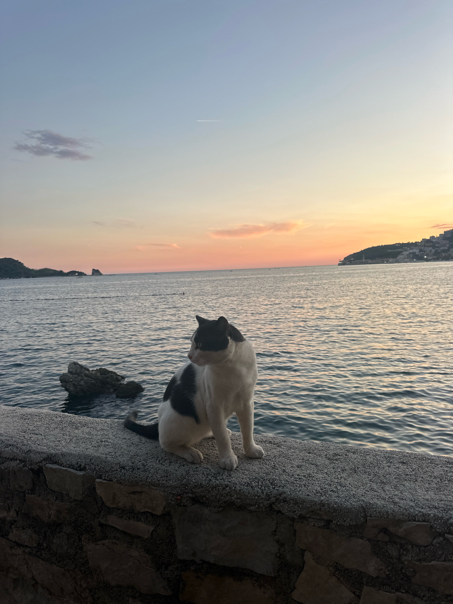 A black and white cat is perched on a stone wall overlooking the sea at sunset. The sky is a gradient of soft blues, pinks, and oranges, with a single airplane contrail visible. In the distance, islands and the coastline of Budva, Montenegro, are silhouetted against the colorful sky. The water is calm, with gentle ripples reflecting the fading light. Rocks are visible near the shore. The wall is constructed of irregular stones, with a textured, granular surface on top where the cat sits. The scene is peaceful and scenic.